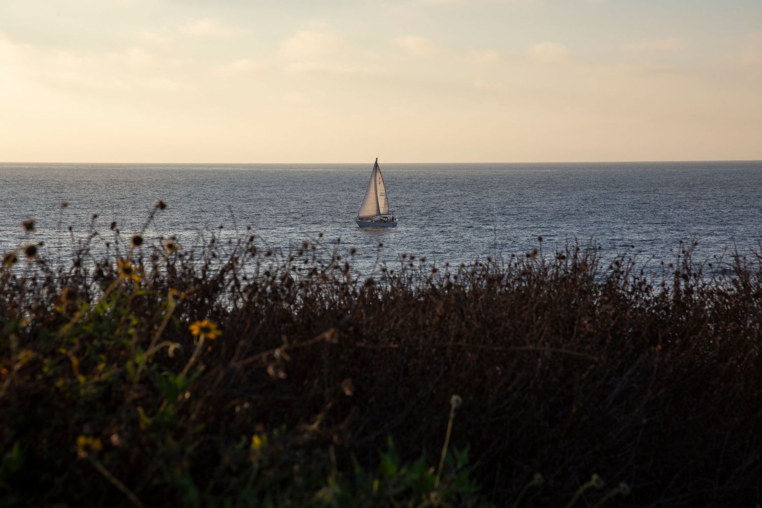 A sailboat glides across the ocean horizon at dusk, silhouetted against the sky beyond wild coastal vegetation.