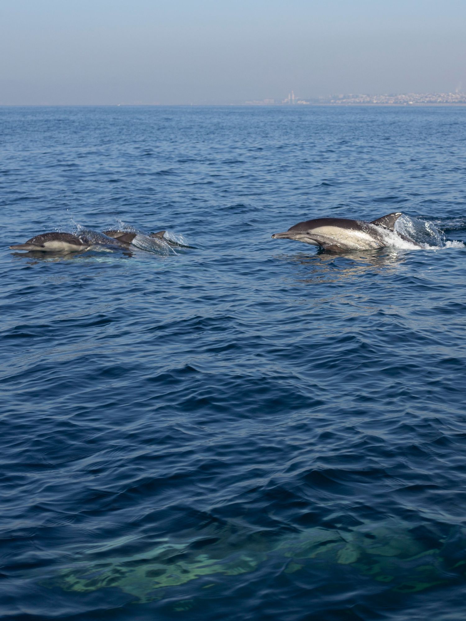 A pod of dolphins leaping and swimming through blue ocean waters with distant coastline visible in the background.
