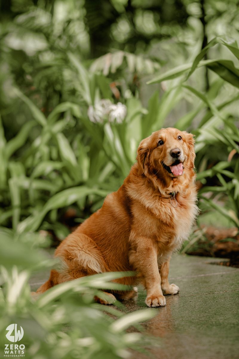 A happy golden retriever dog sits on a stone path surrounded by lush green plants and foliage.