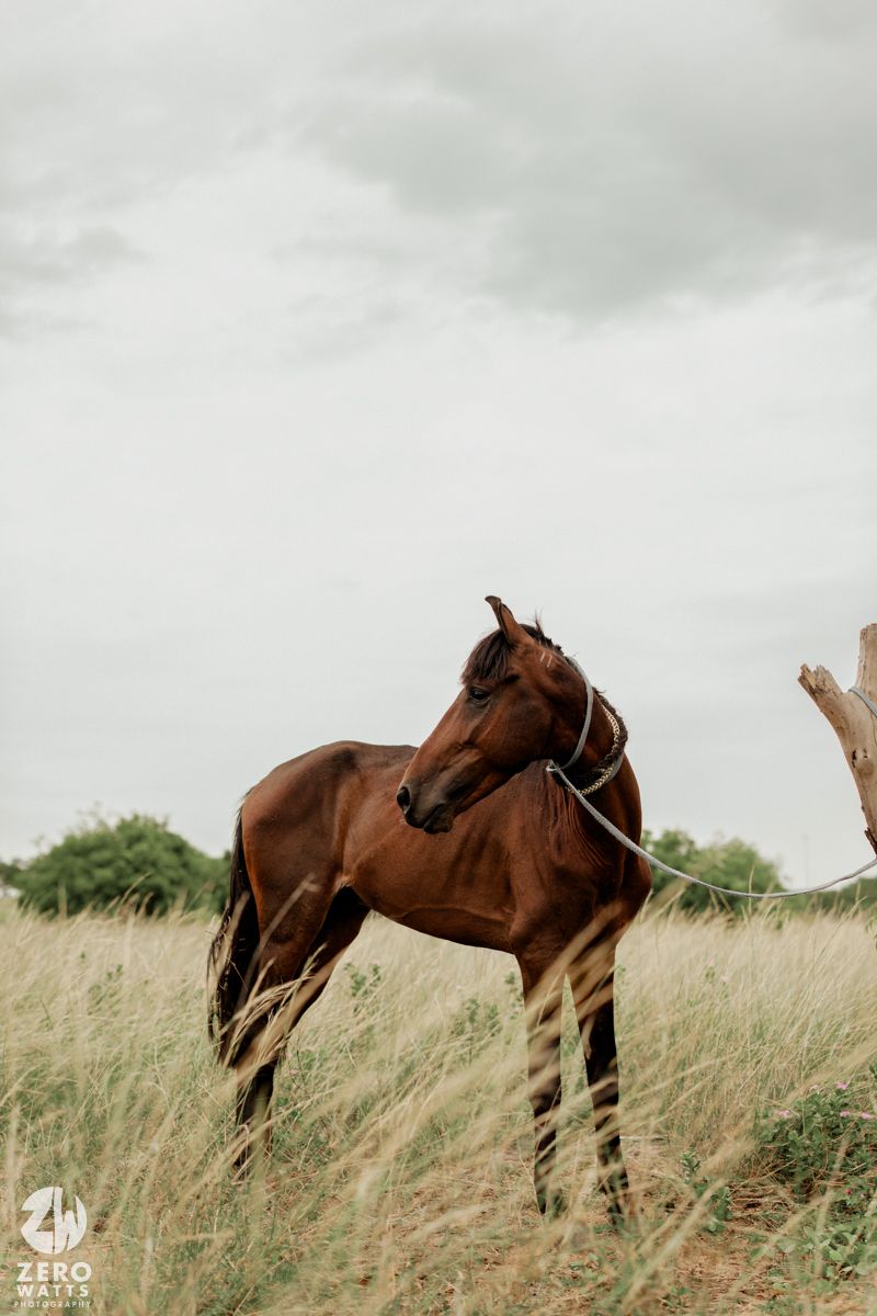 Majestic brown horse stands alert in tall swaying grass under moody sky.