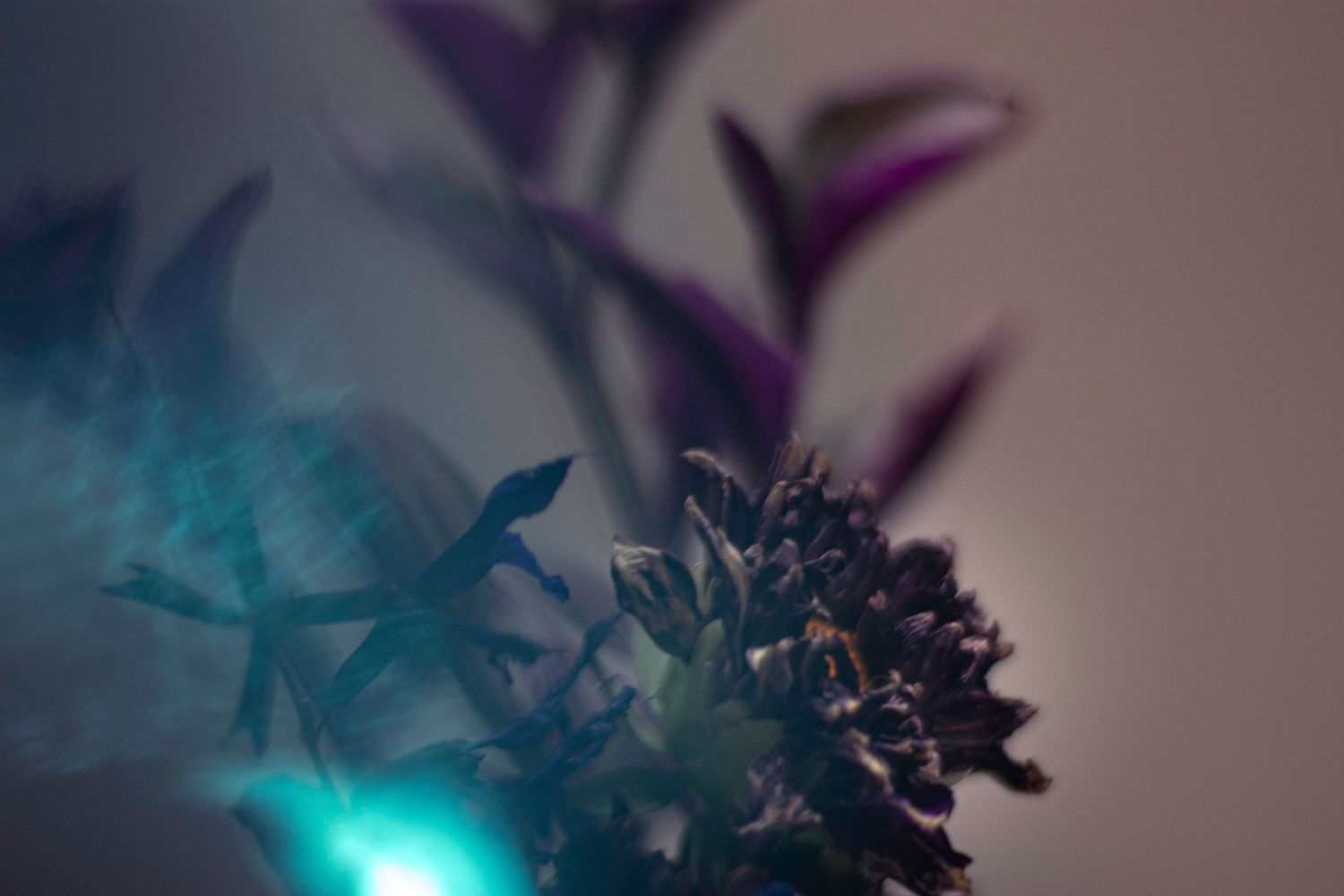 Abstract macro shot of flowers with teal and purple lighting effects creating dreamy atmosphere.