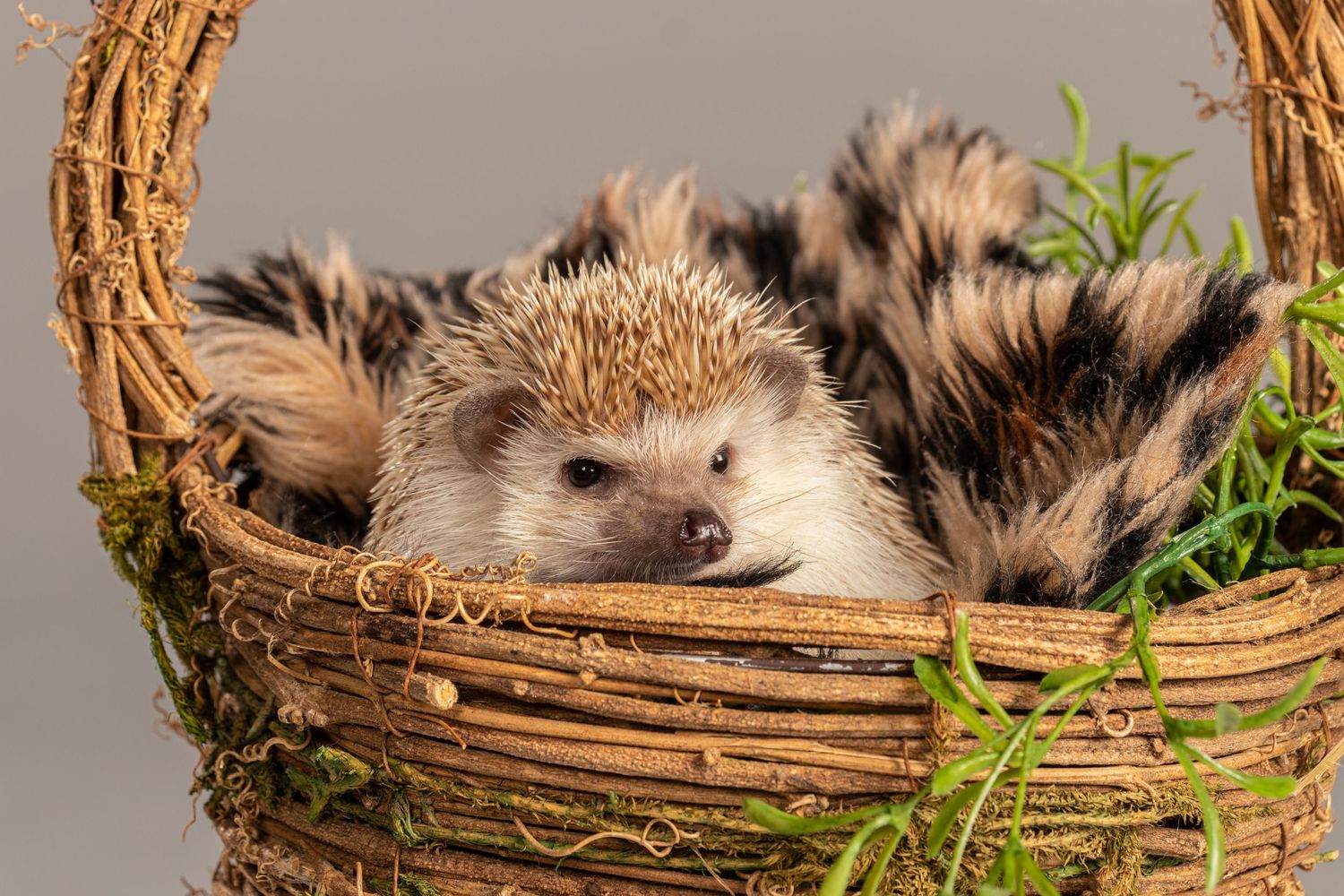 Hedgehog resting in decorative woven basket with greenery.