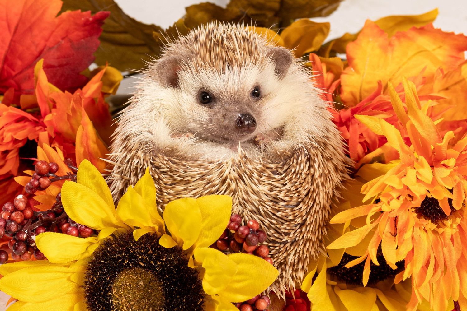 Adorable hedgehog nestled among vibrant autumn leaves and sunflowers in warm fall colors.