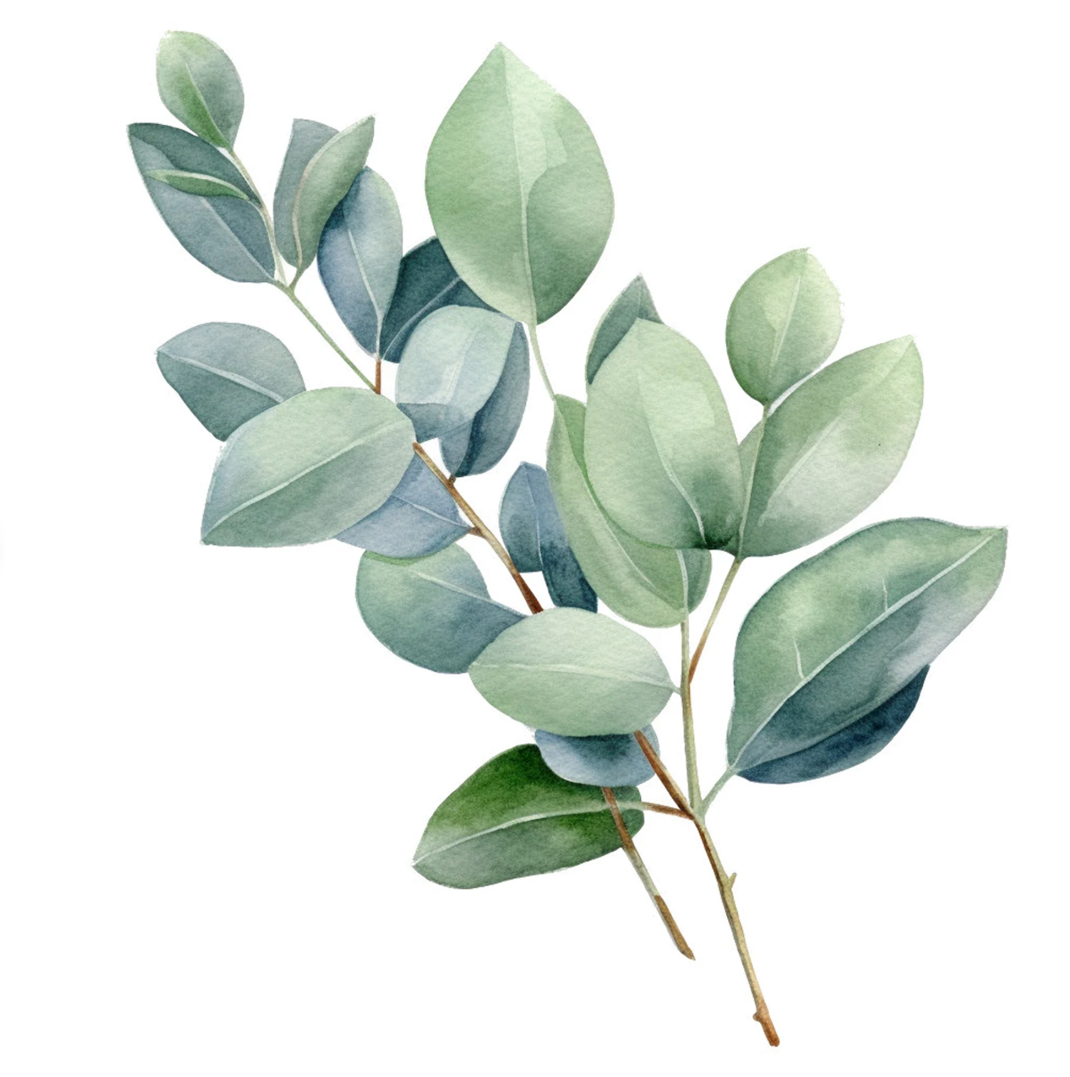 eucalyptus 1