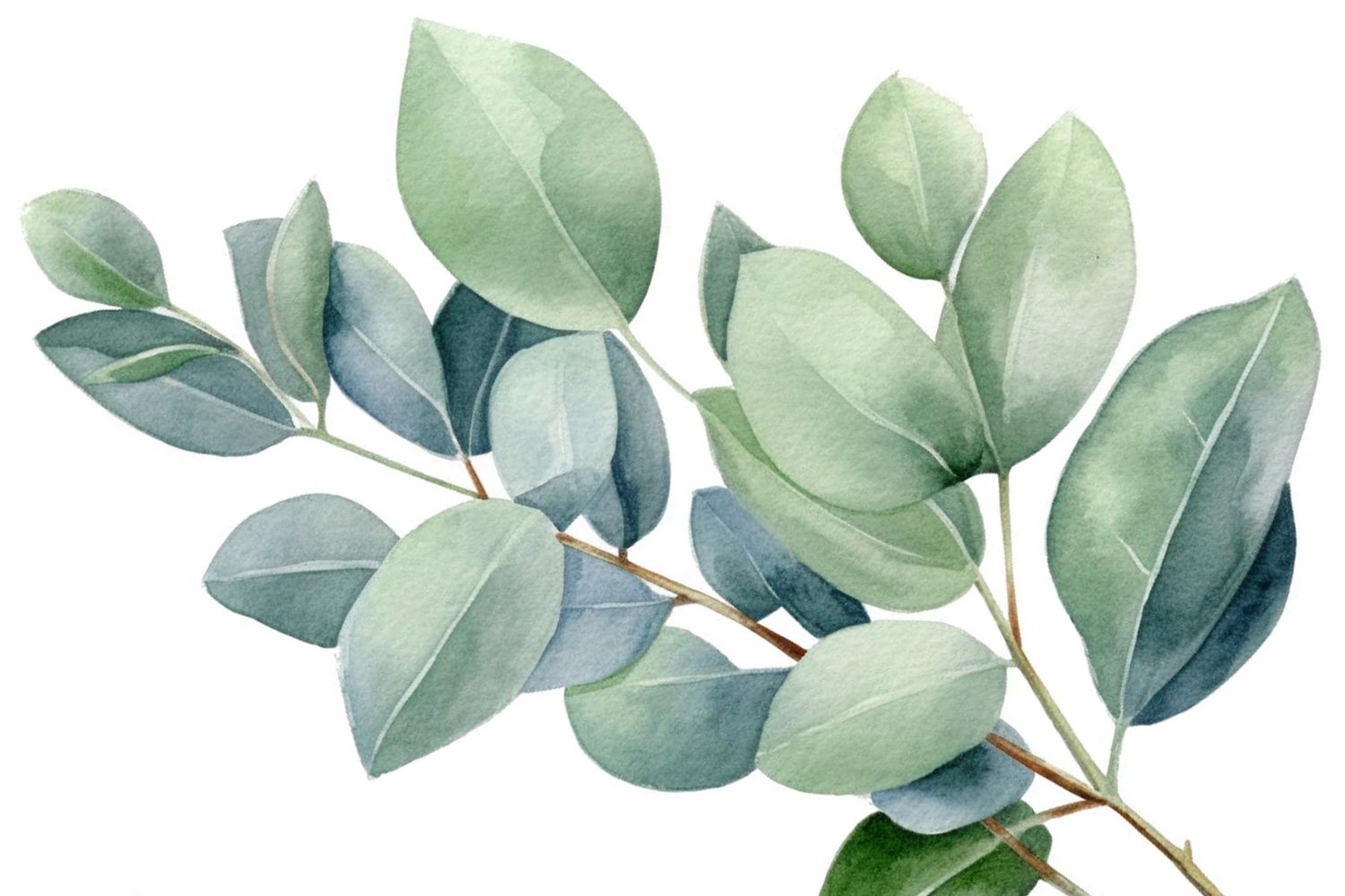 eucalyptus 4