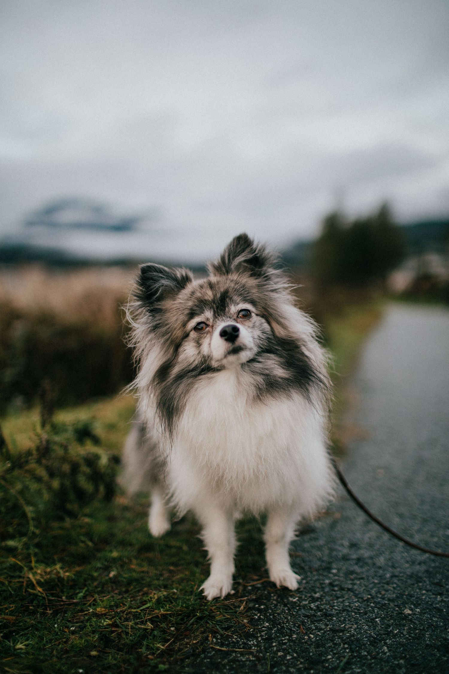 Image of a Pomeranian standing on a path with clouds and mountains in the background.
