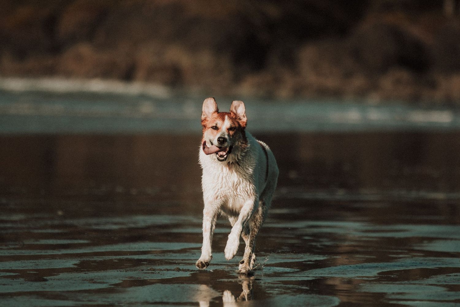 Image of a dog running on a beach with it's tongue flapping in the wind.
