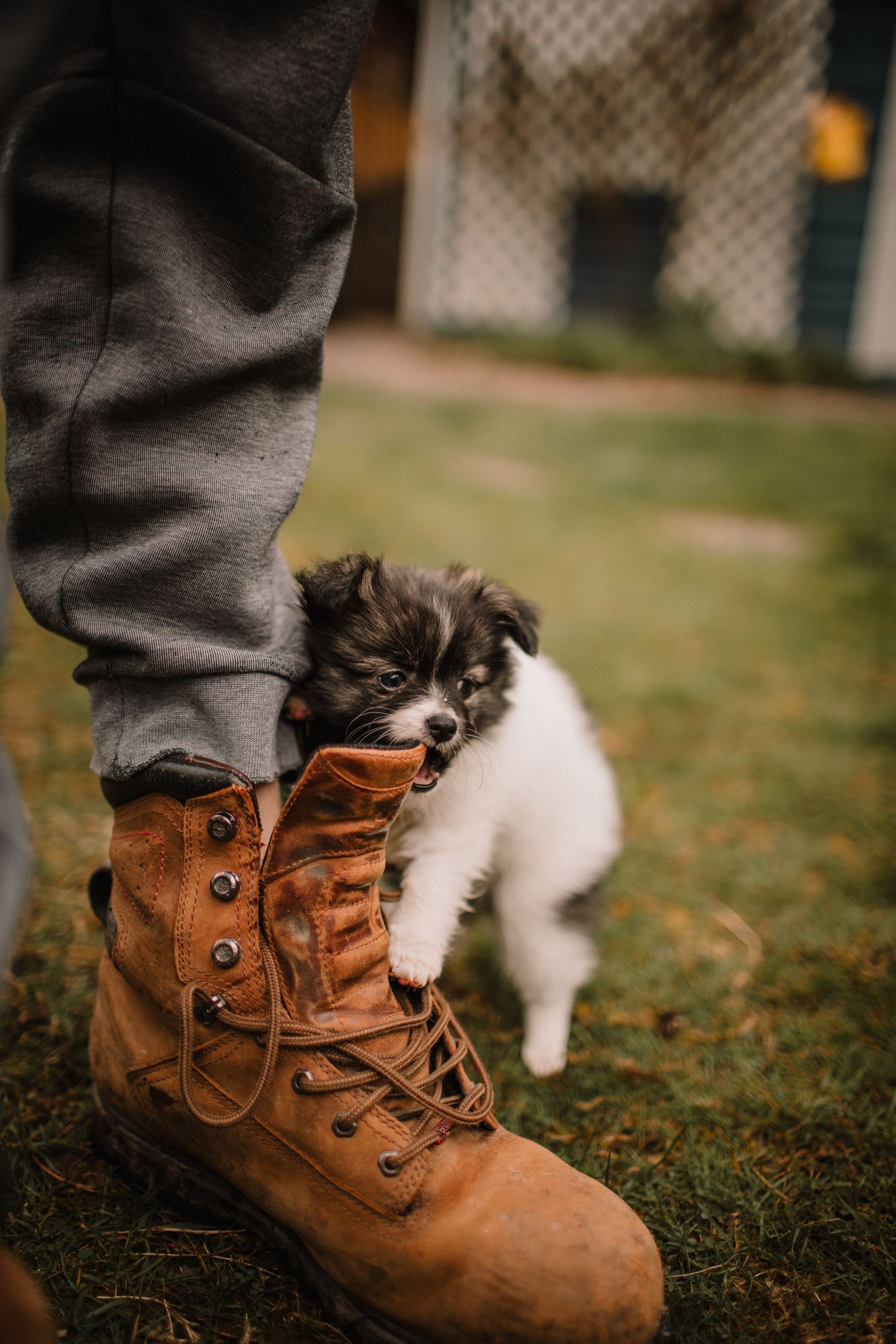 Image of a puppy biting it's owners big boot.