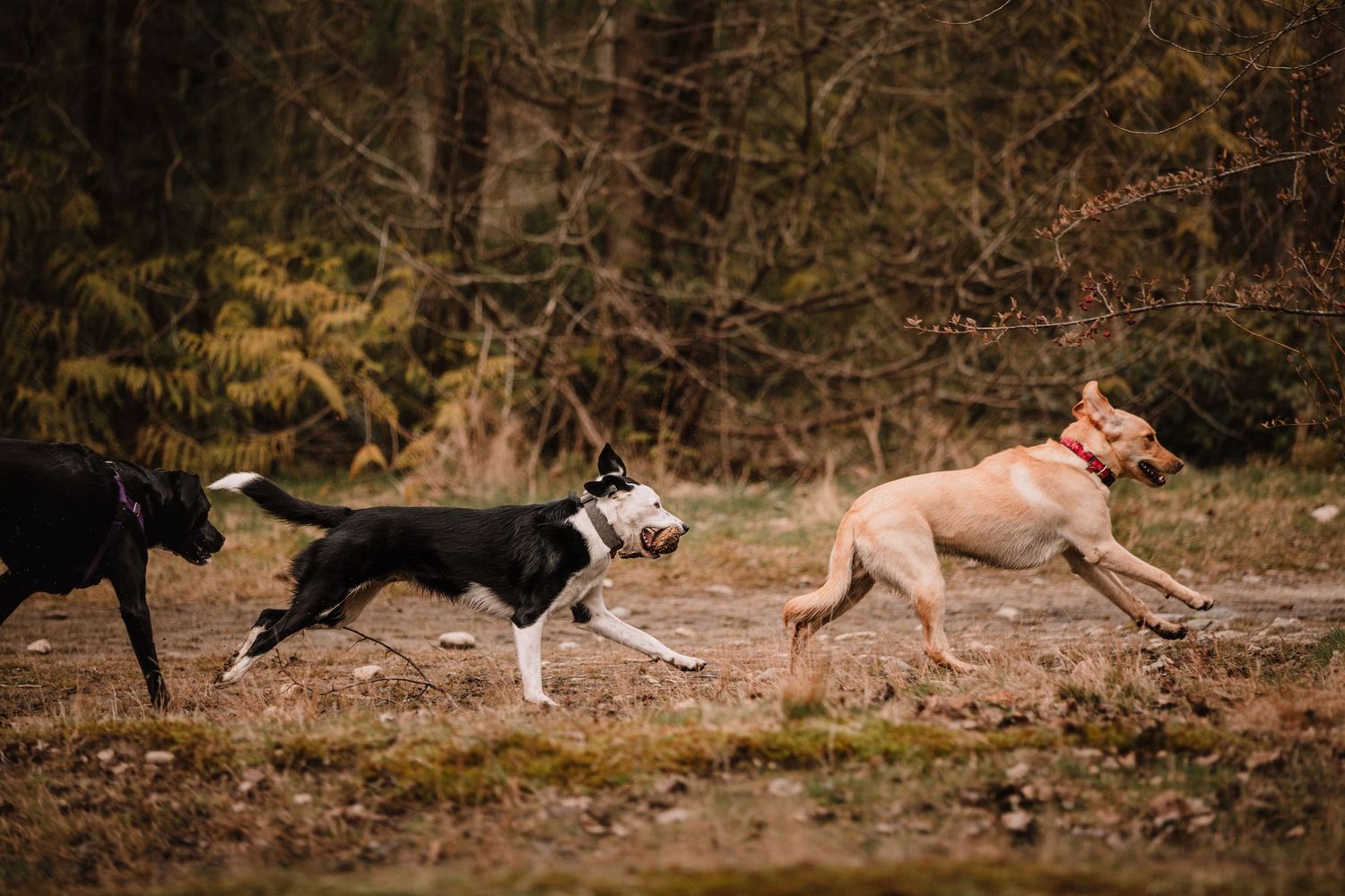Image of three dogs running outdoors.