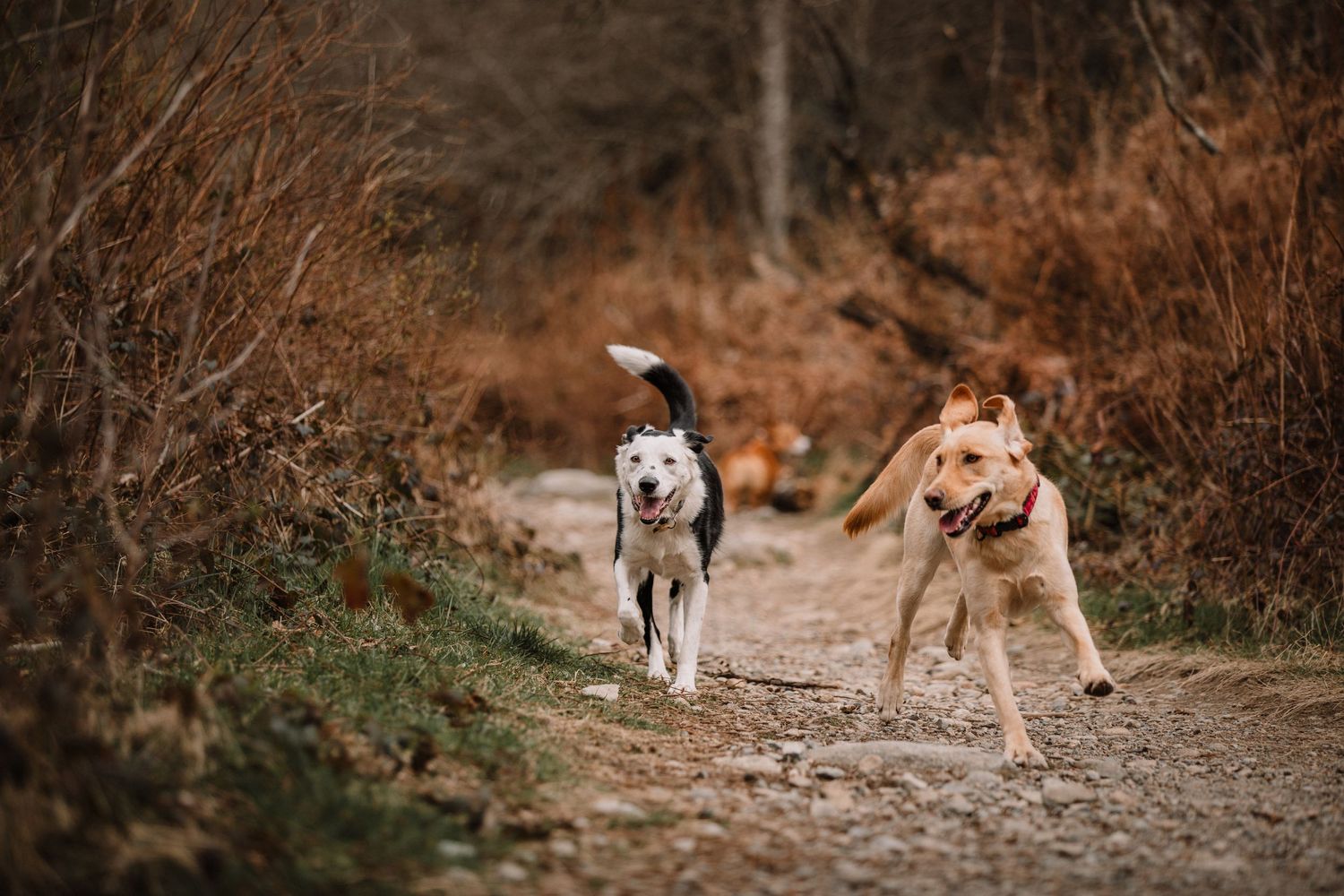 Image of two dogs, a border collie and labrador retriever, running in North Vancouver trails.