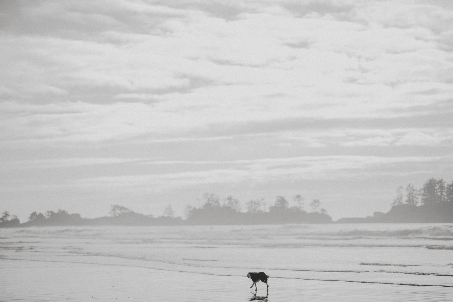 Black and white image of a dog running on a beach.