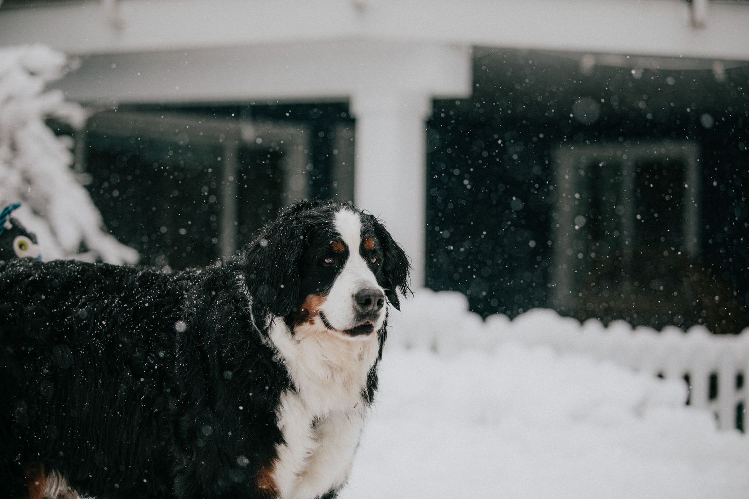 Image of a Bernese Mountain Dog in the snow.