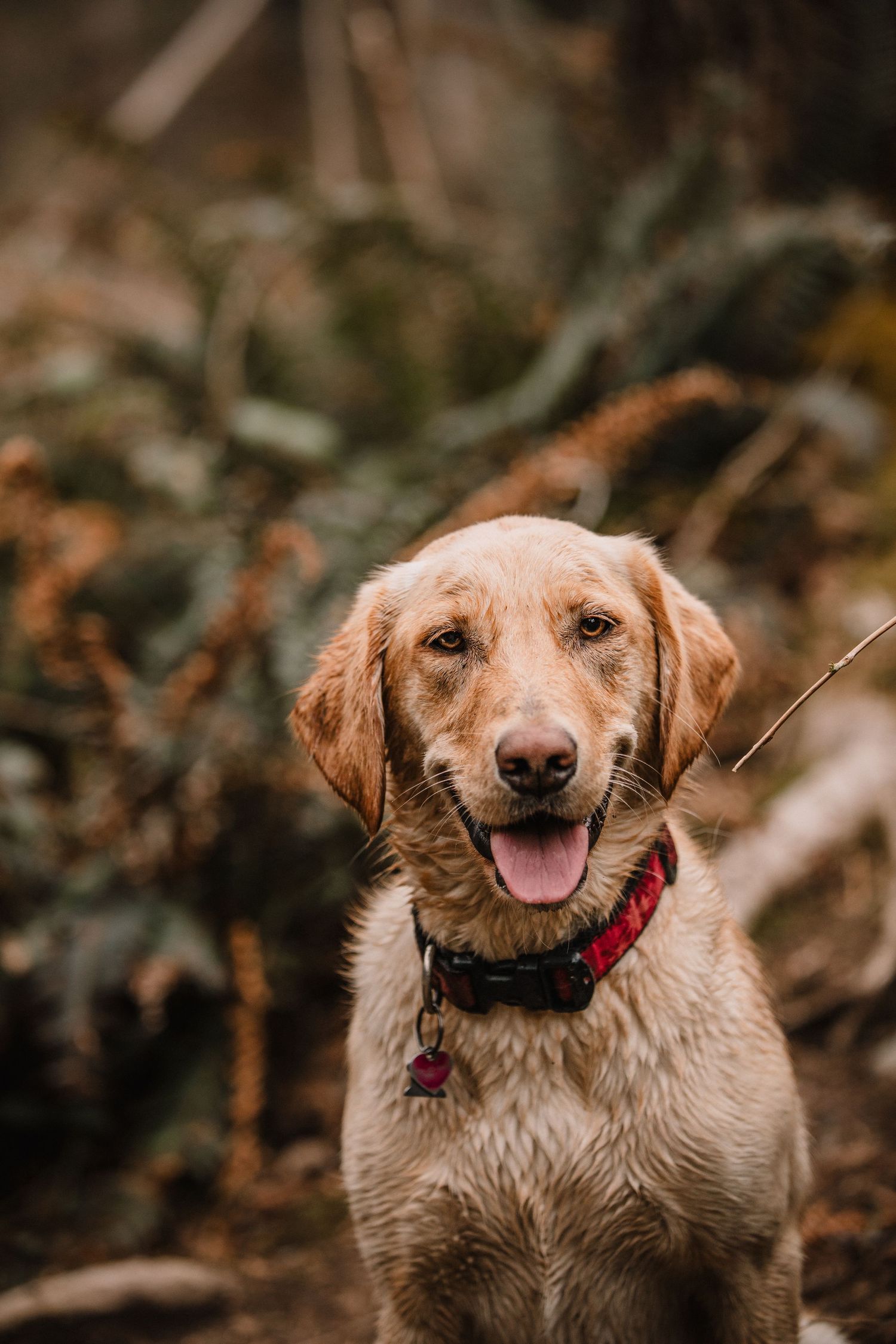 Image of a Labrador Retriever sitting in the forest.