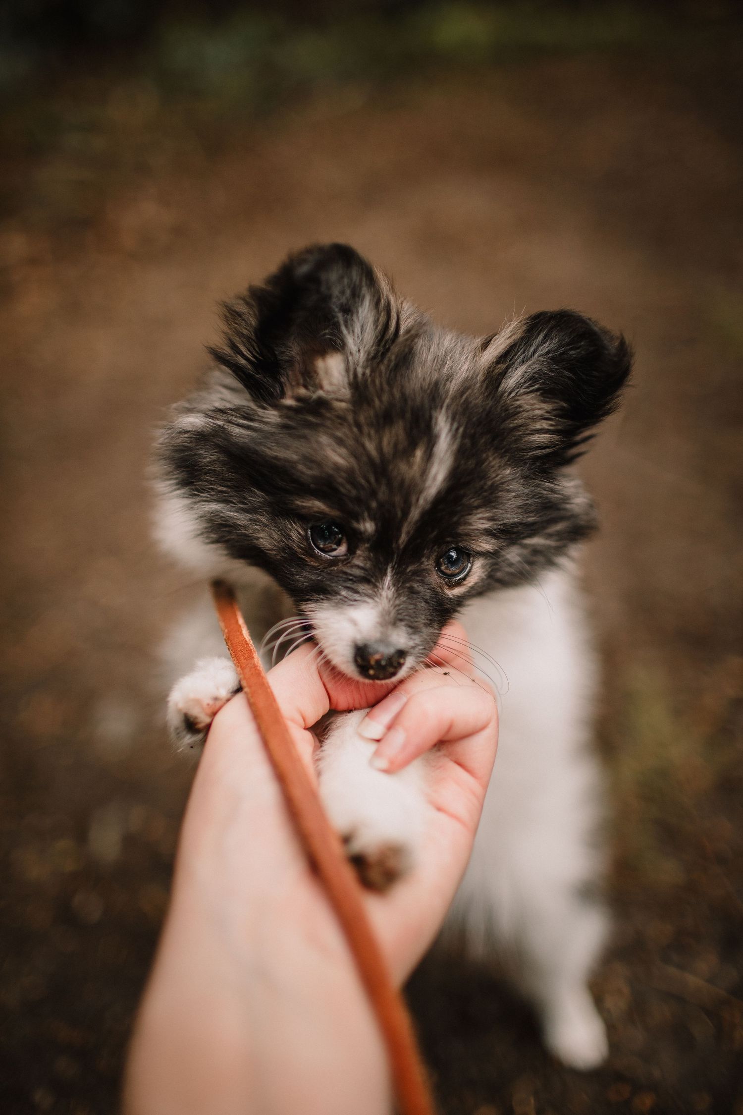 Image of a Pomeranian puppy playfully biting it's owner's hands.