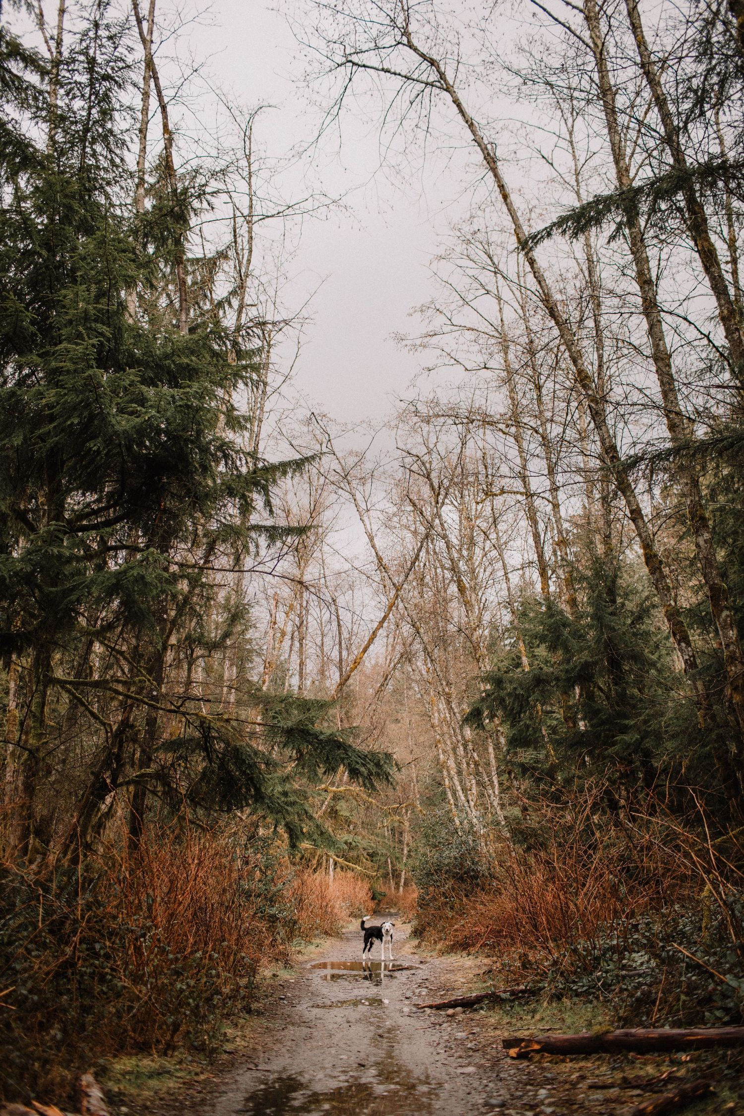 Image of a dog standing amongst tall trees.