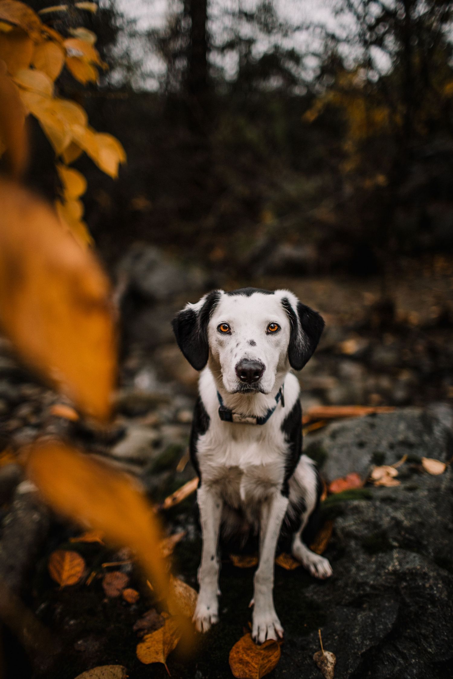 Image of a black and white dog sitting amongst fall orange leaves.