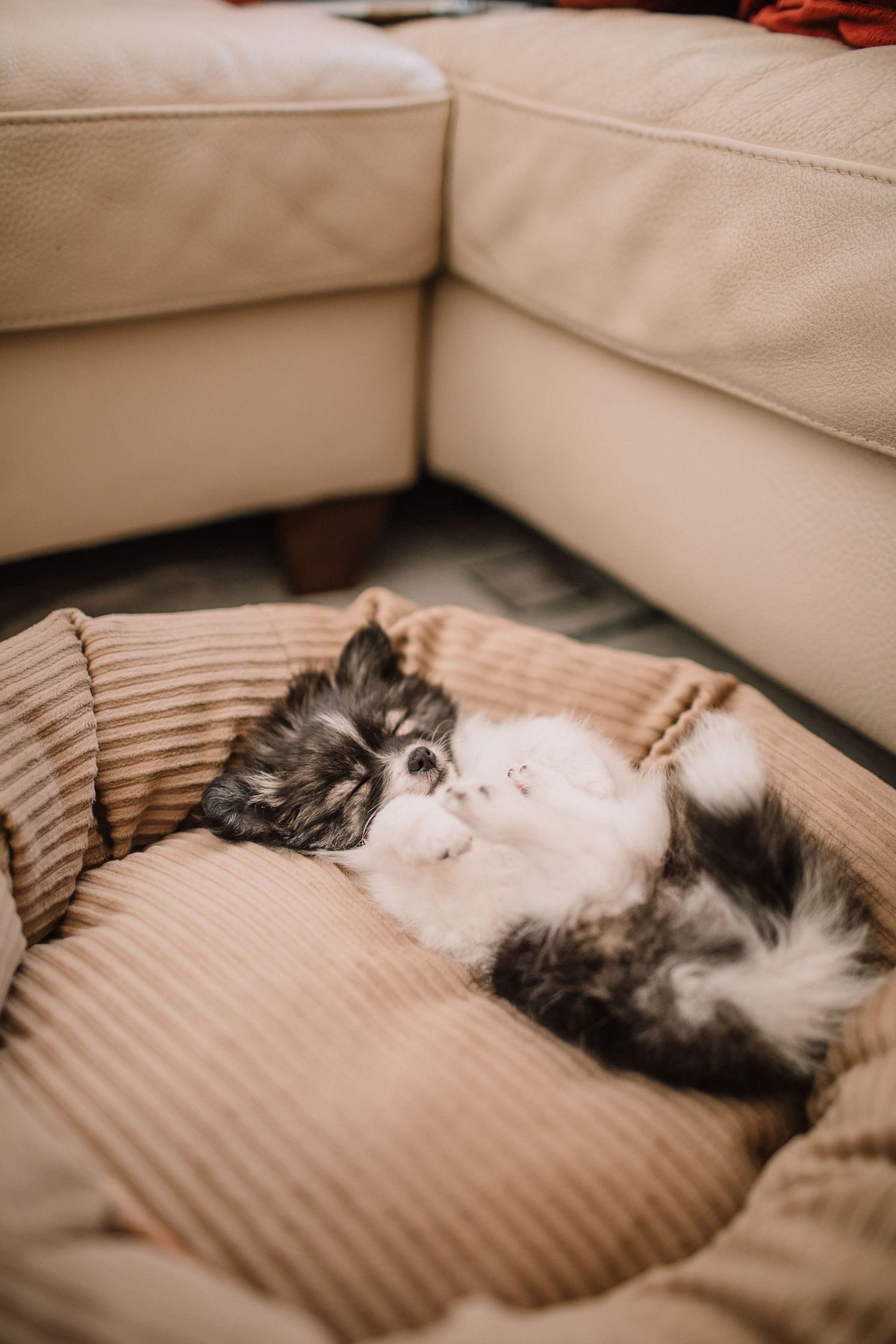 Image of a Pomeranian puppy asleep on it's back in a dog bed.