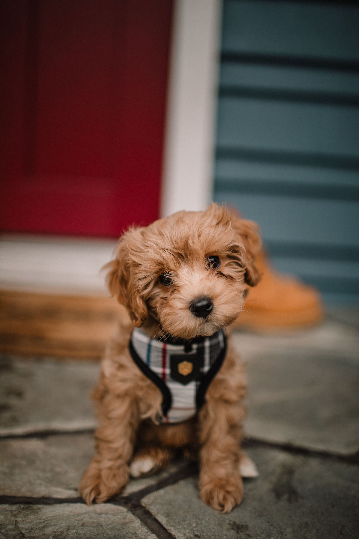 Image of a young cava-poo puppy sitting on a doorstep.