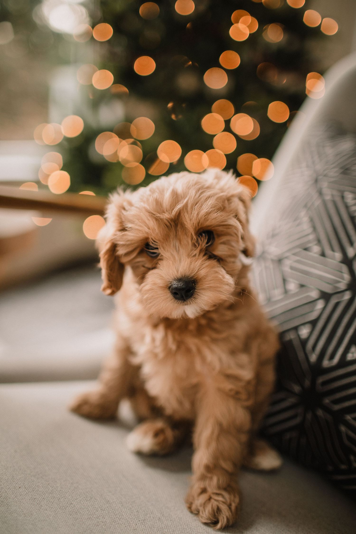 Image of new cava-poo puppy sitting on a chair in front of a Christmas tree.