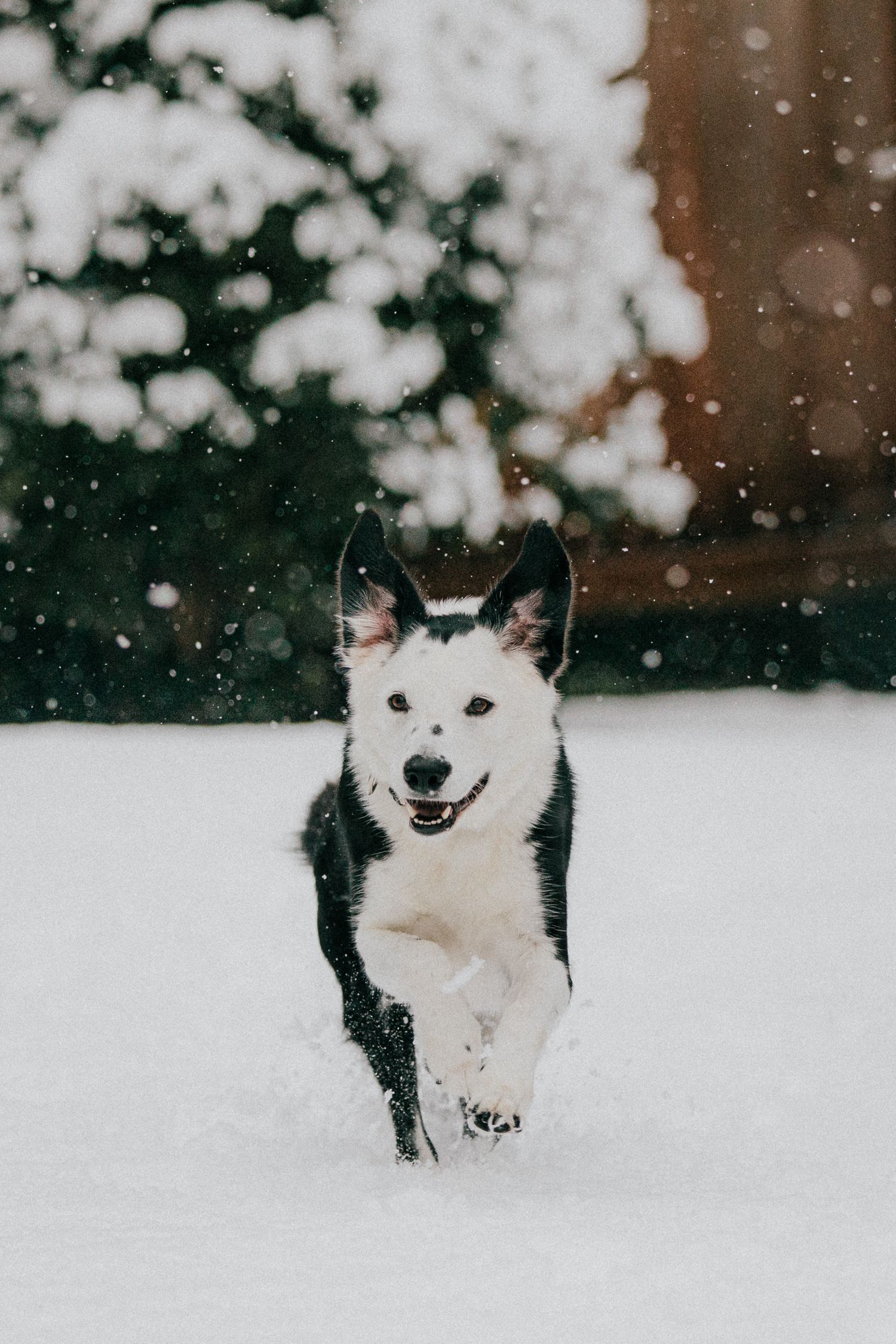 Image of a Border Collie running in the snow.