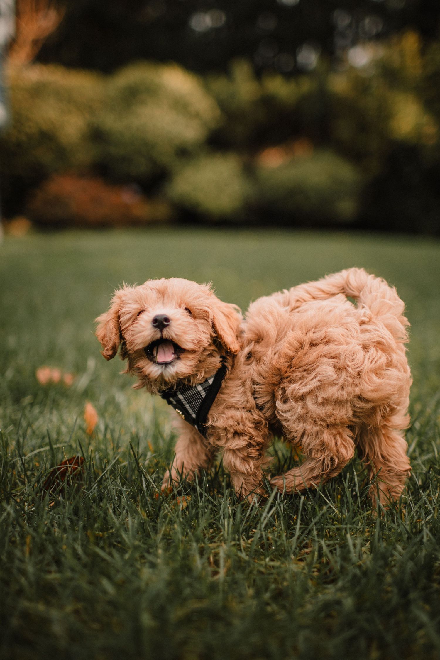 Image of new cava-poo puppy playing in grass.