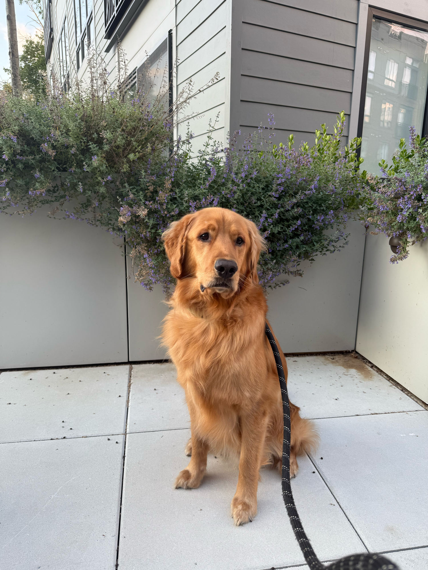 Golden Retriever dog sits attentively on a patio with flowering shrubs and gray siding in the background.
