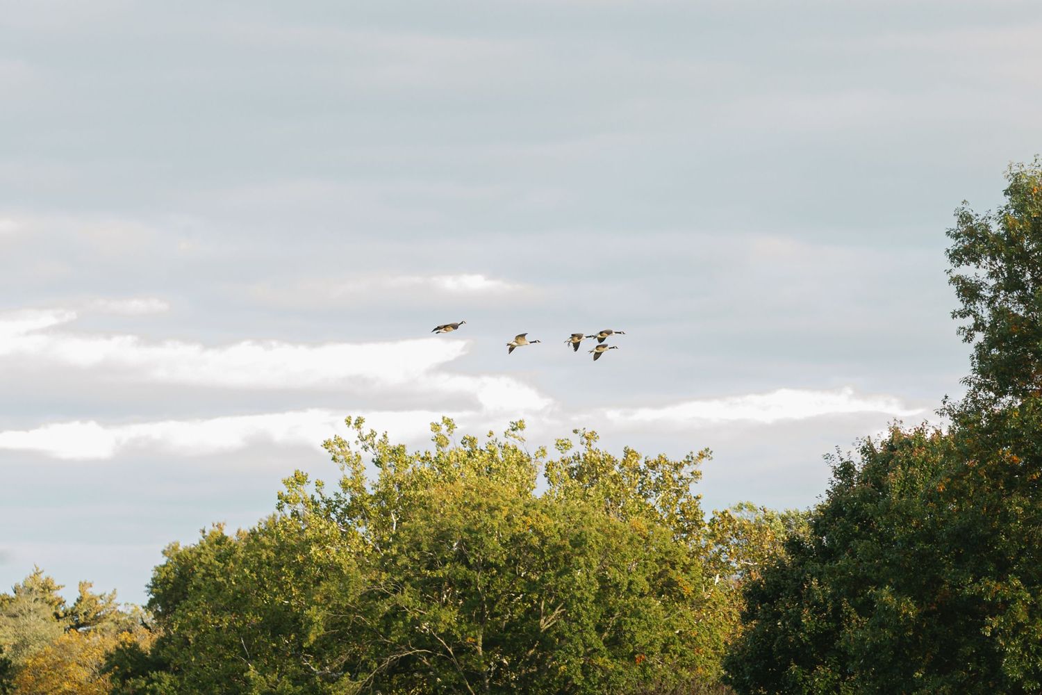 Birds soar in formation across a cloudy sky above green treetops at sunset.