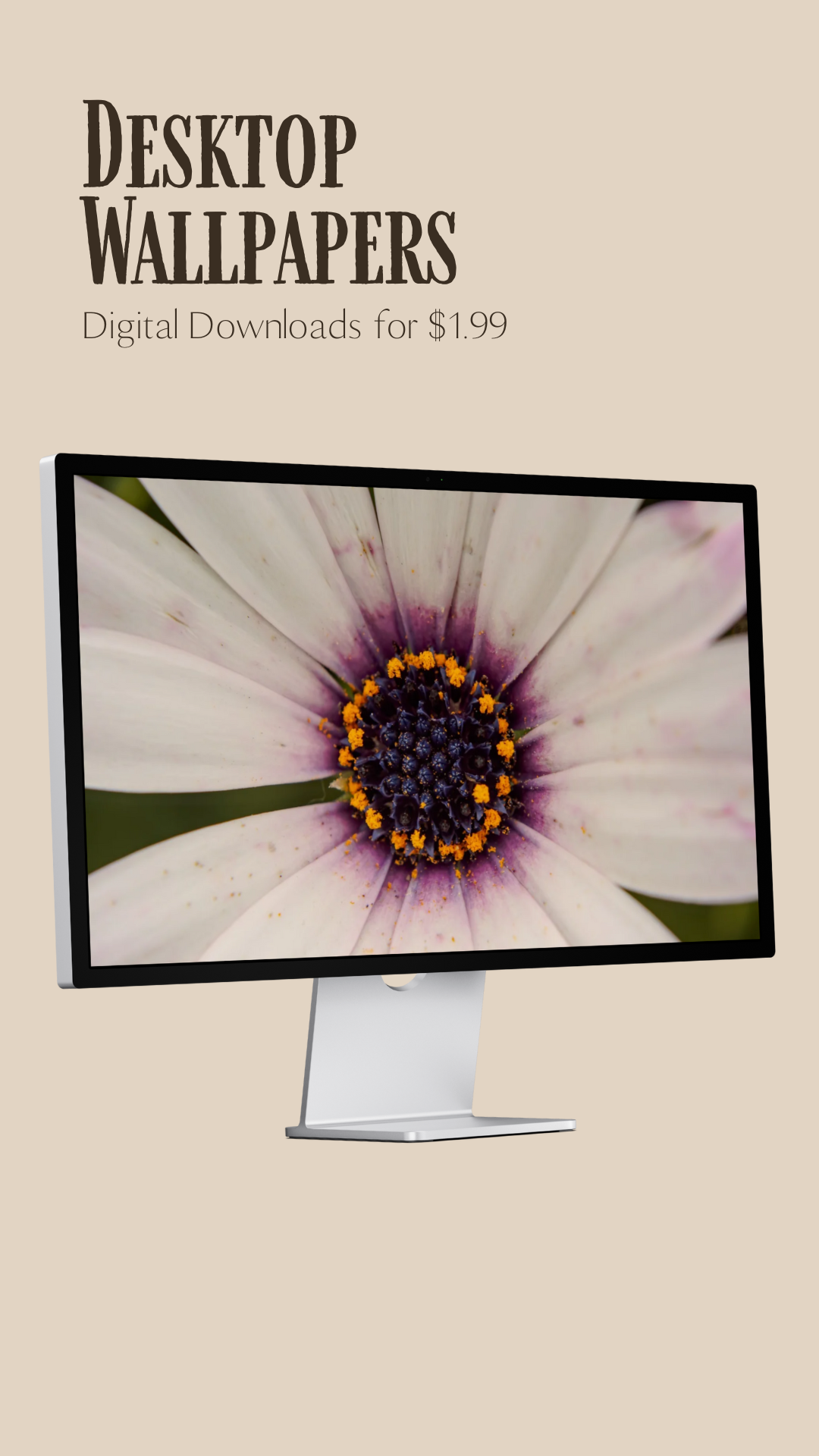 Three white daisy flowers with purple centers shown in different compositions as desktop wallpaper mockups.