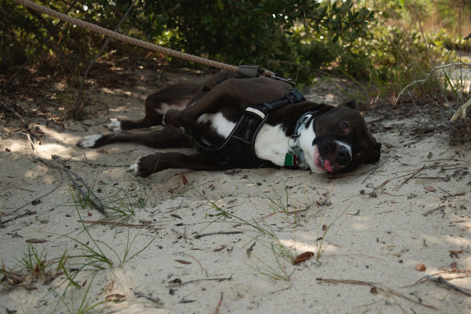 A brown and white dog wearing a harness rests on sandy ground near grass and trees.
