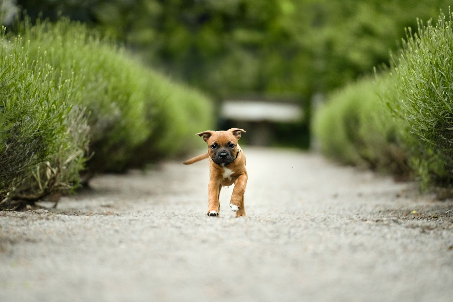 hund fotograf helsingborg