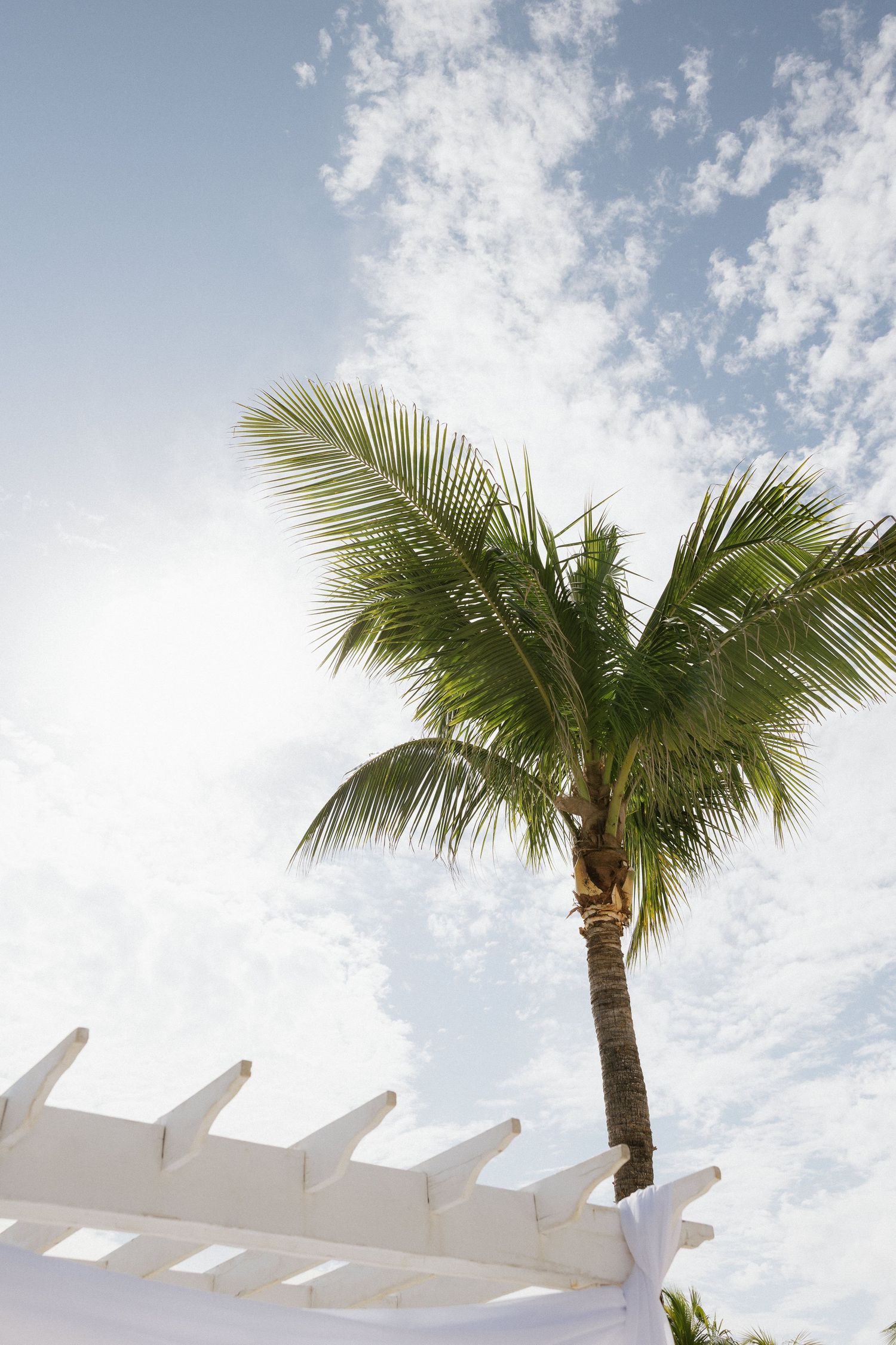 A tropical coconut palm tree against a blue sky with white clouds, framed by a white pergola structure.