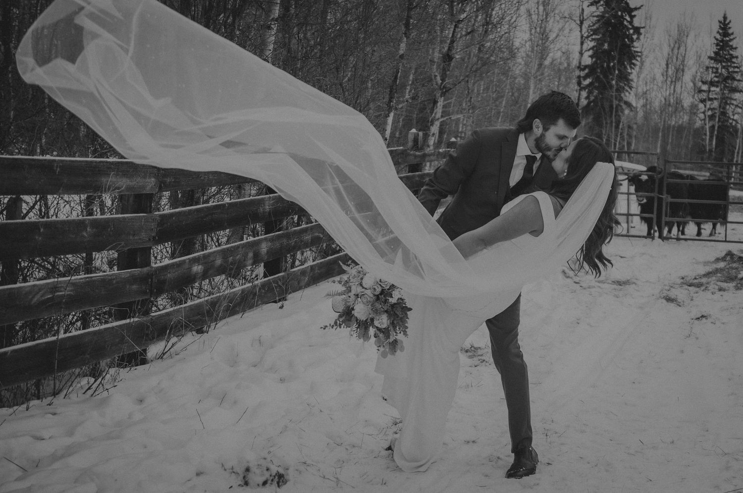 Black and white winter wedding photo of groom lifting bride, her veil flowing in wind, snowy cattle farm backdrop. Western wedding