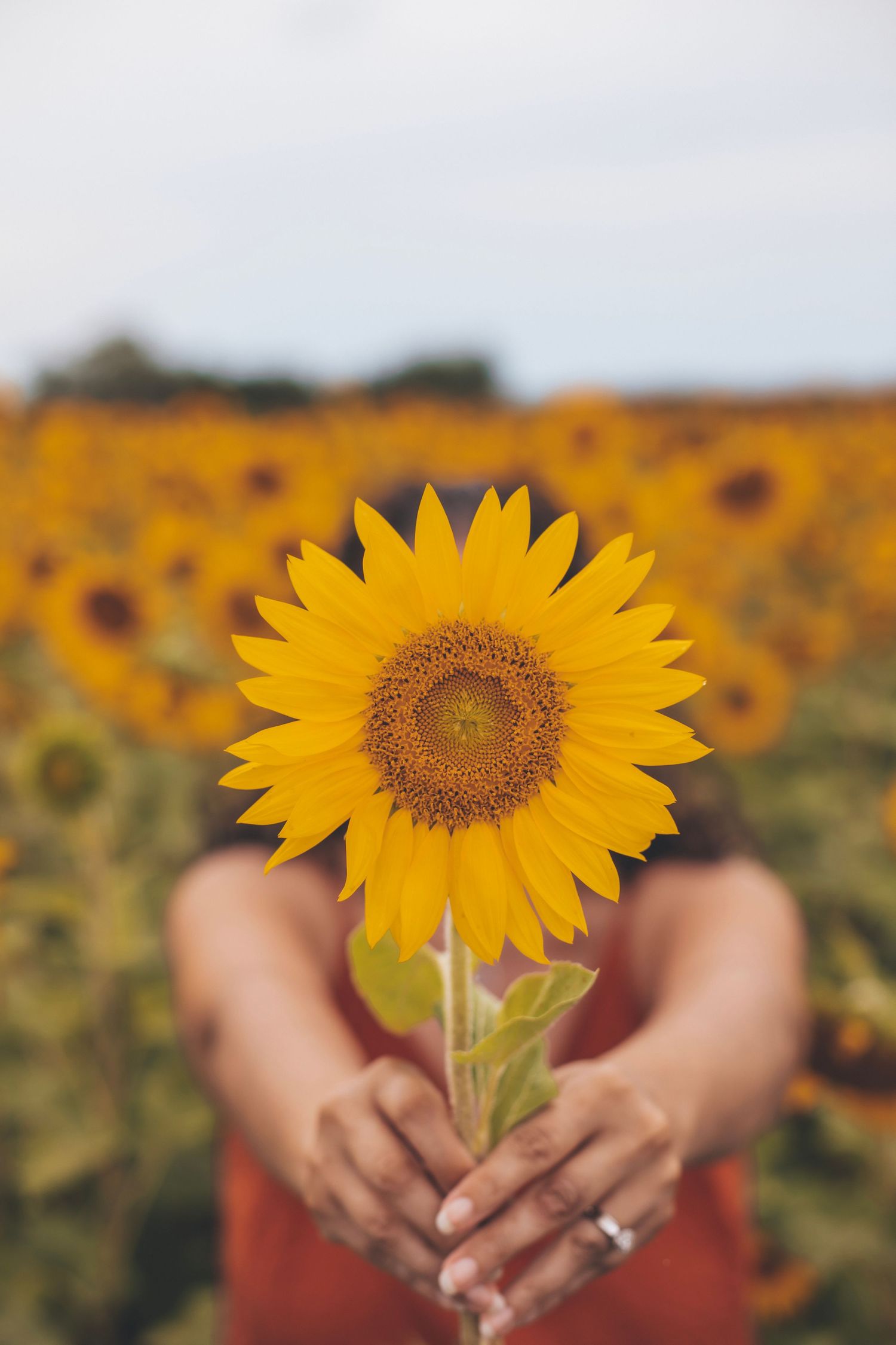 goddess, self love, sunflower, styled portrait, fine art portrait, sunflower field,