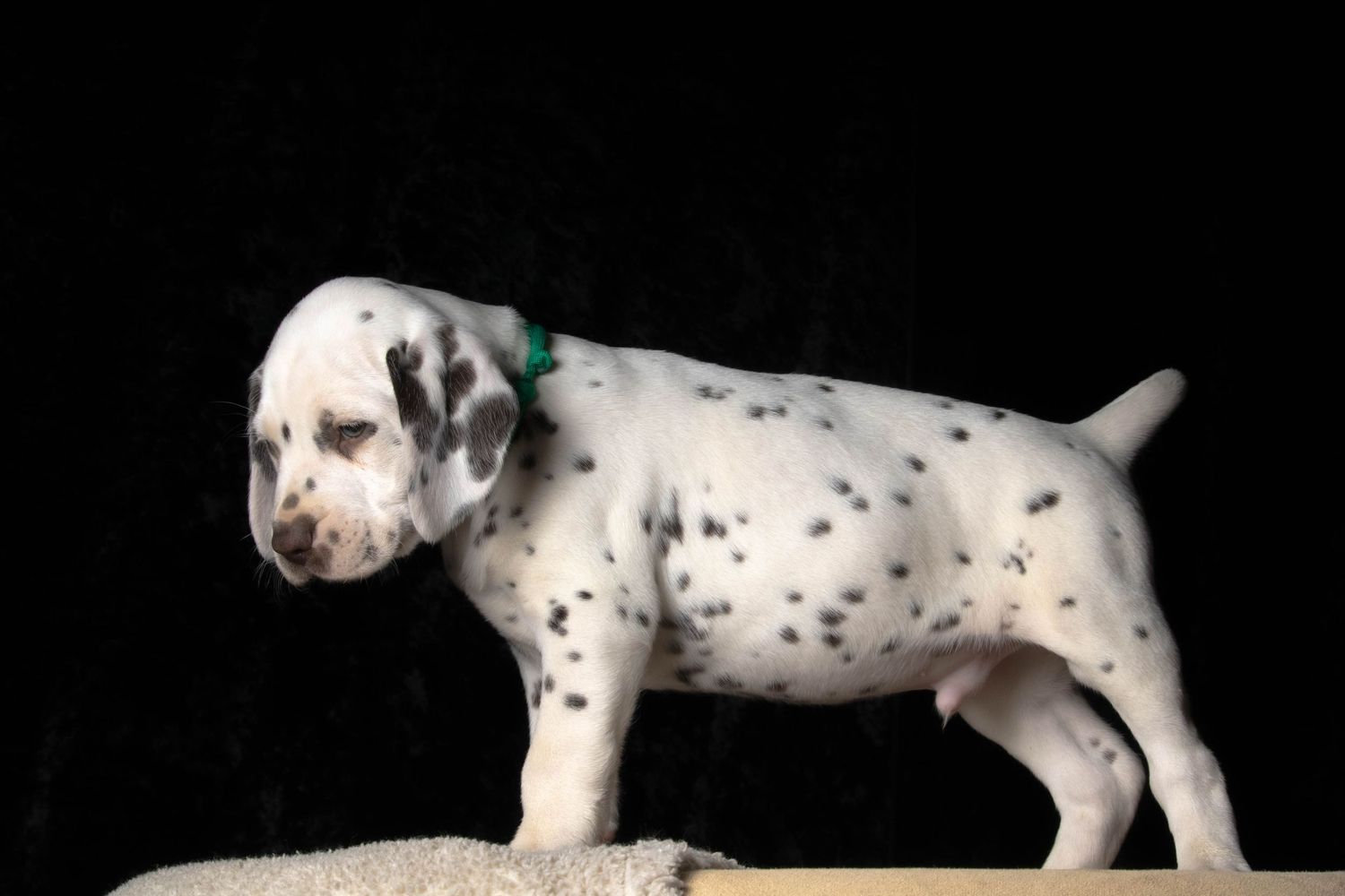 Holden (Turquoise collar) - Male