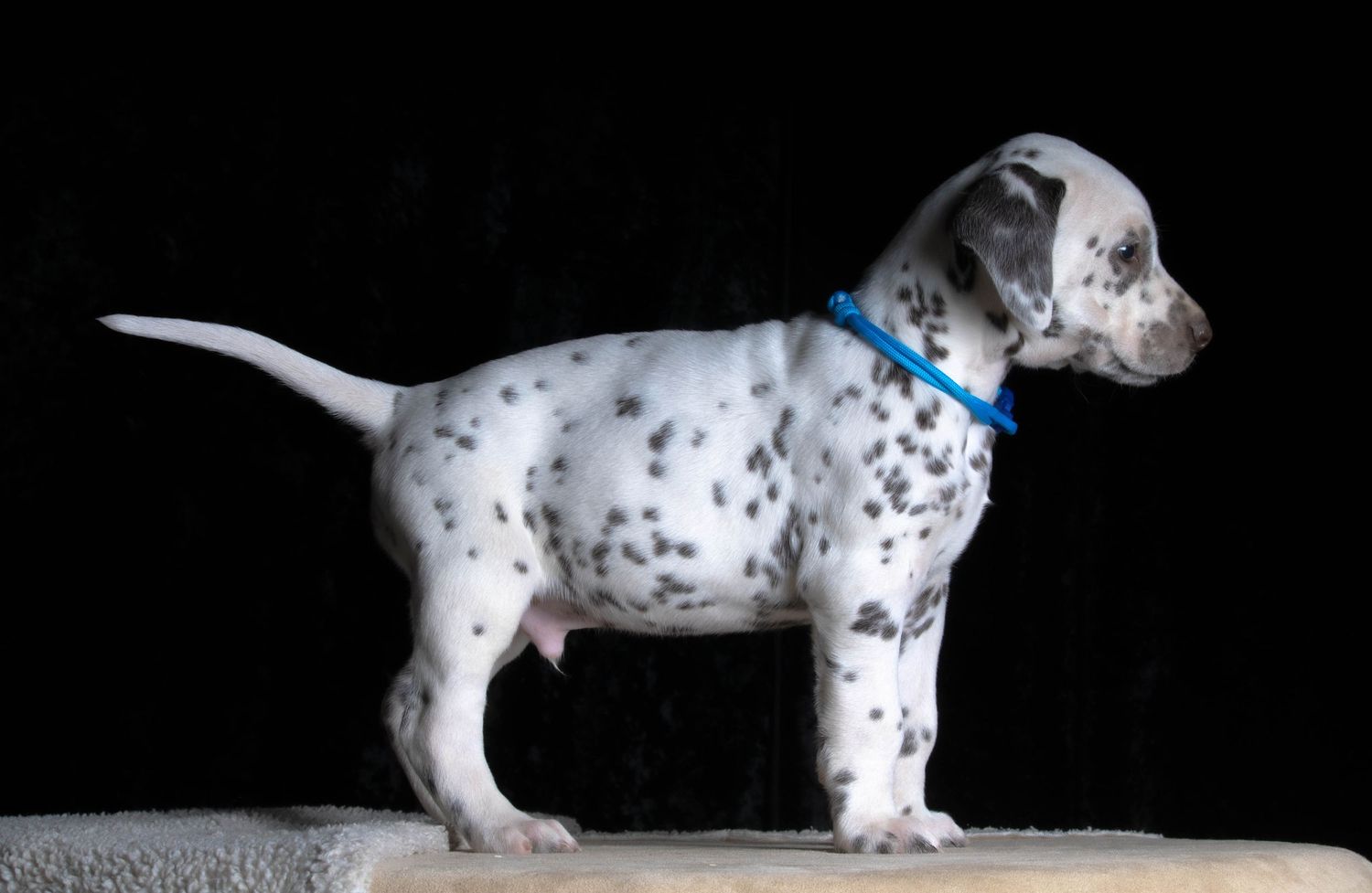 Oliver (Dark blue Collar) - Male