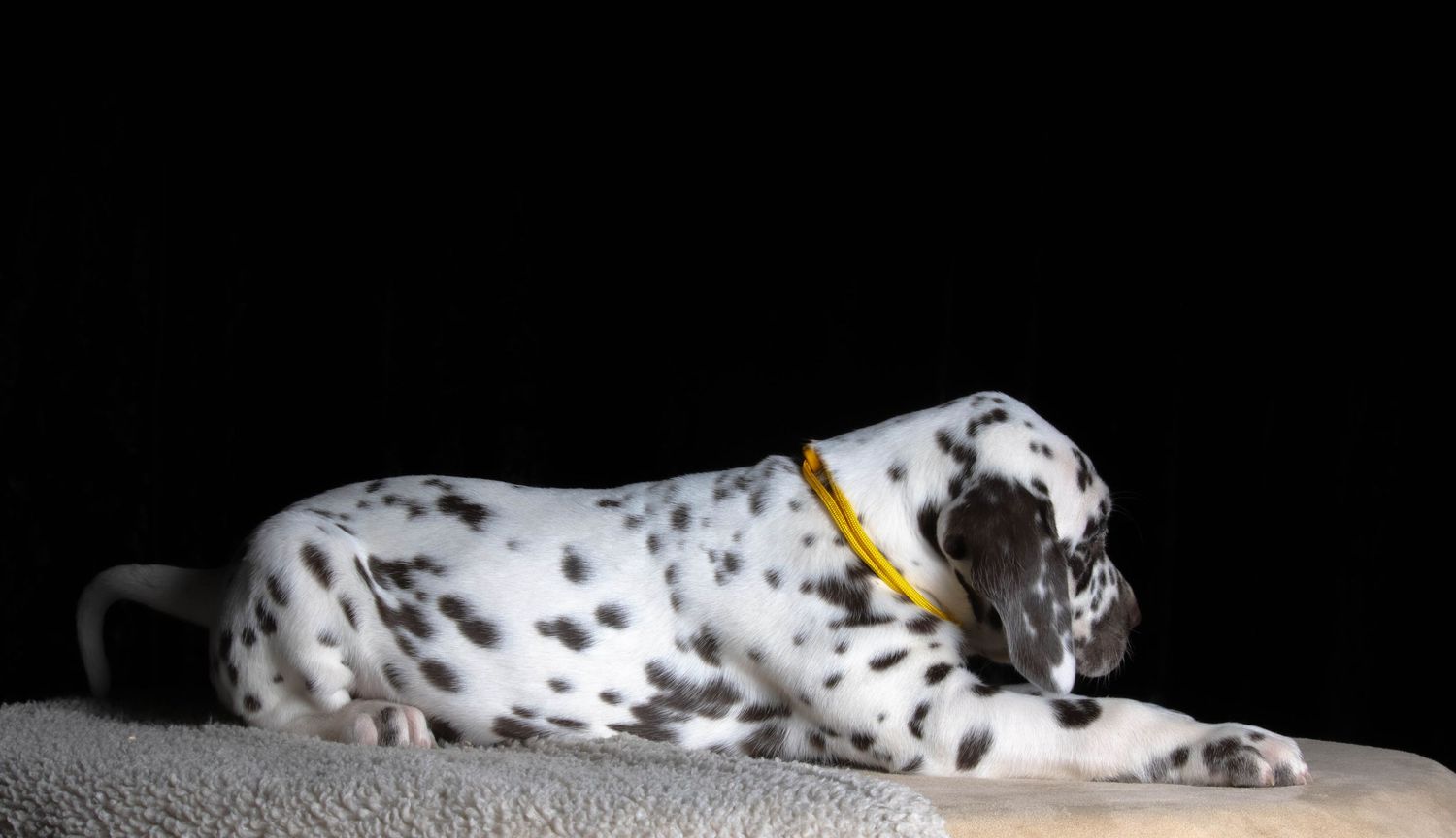 Hazel (Yellow collar) - Female