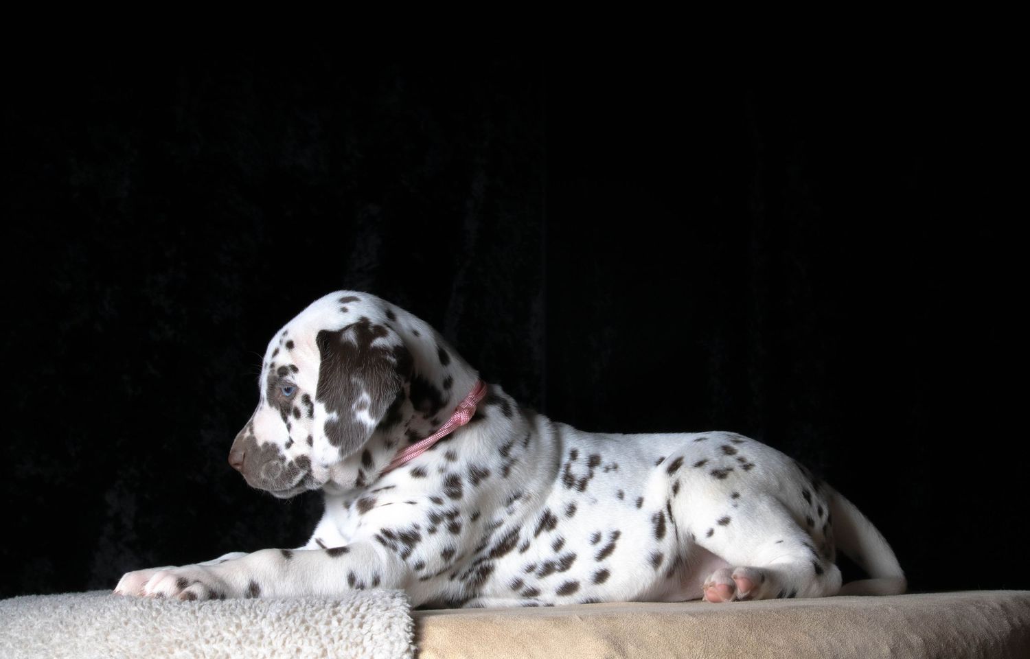 Misty (Pink collar) - Female