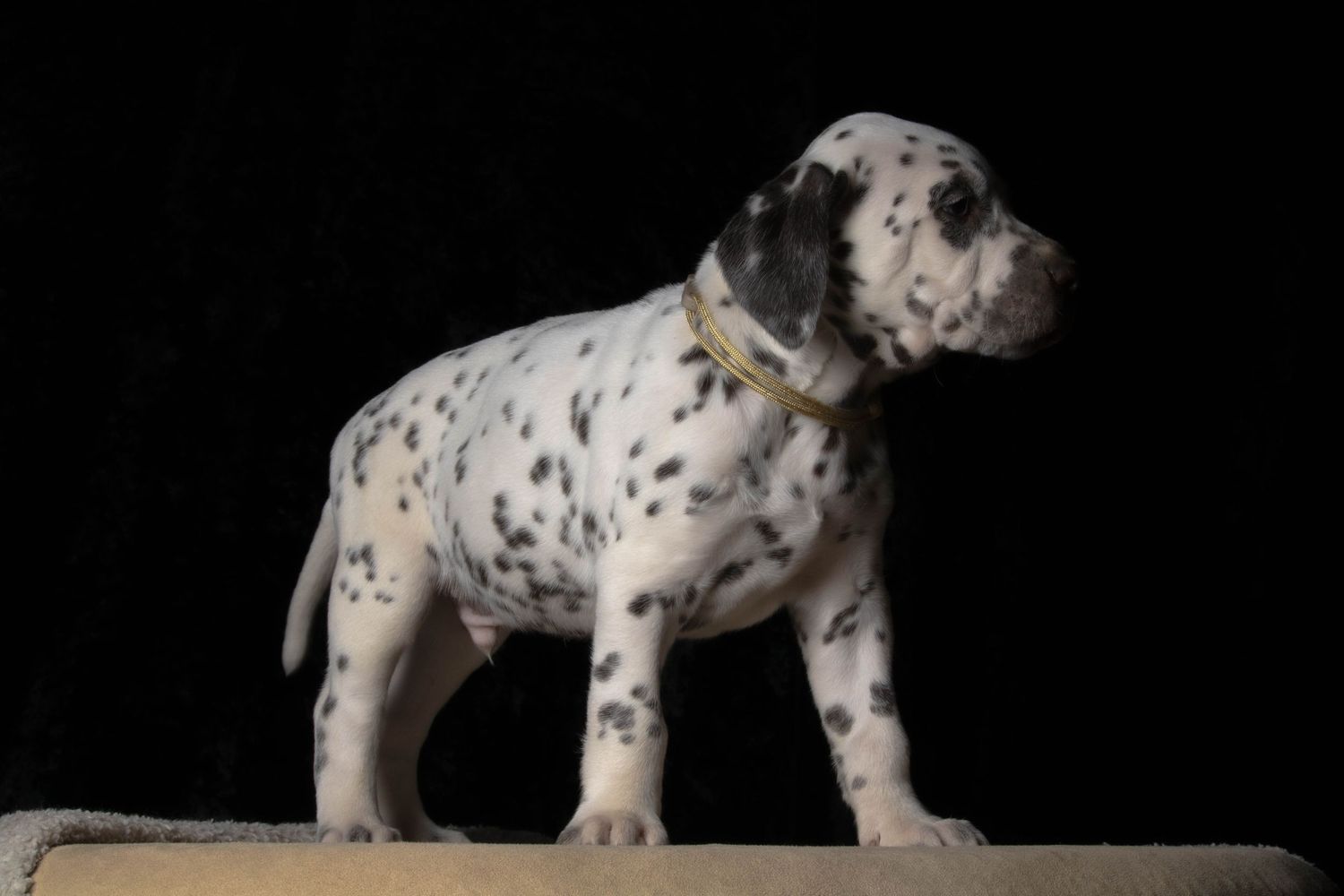 Luca (Gold Collar) - Male