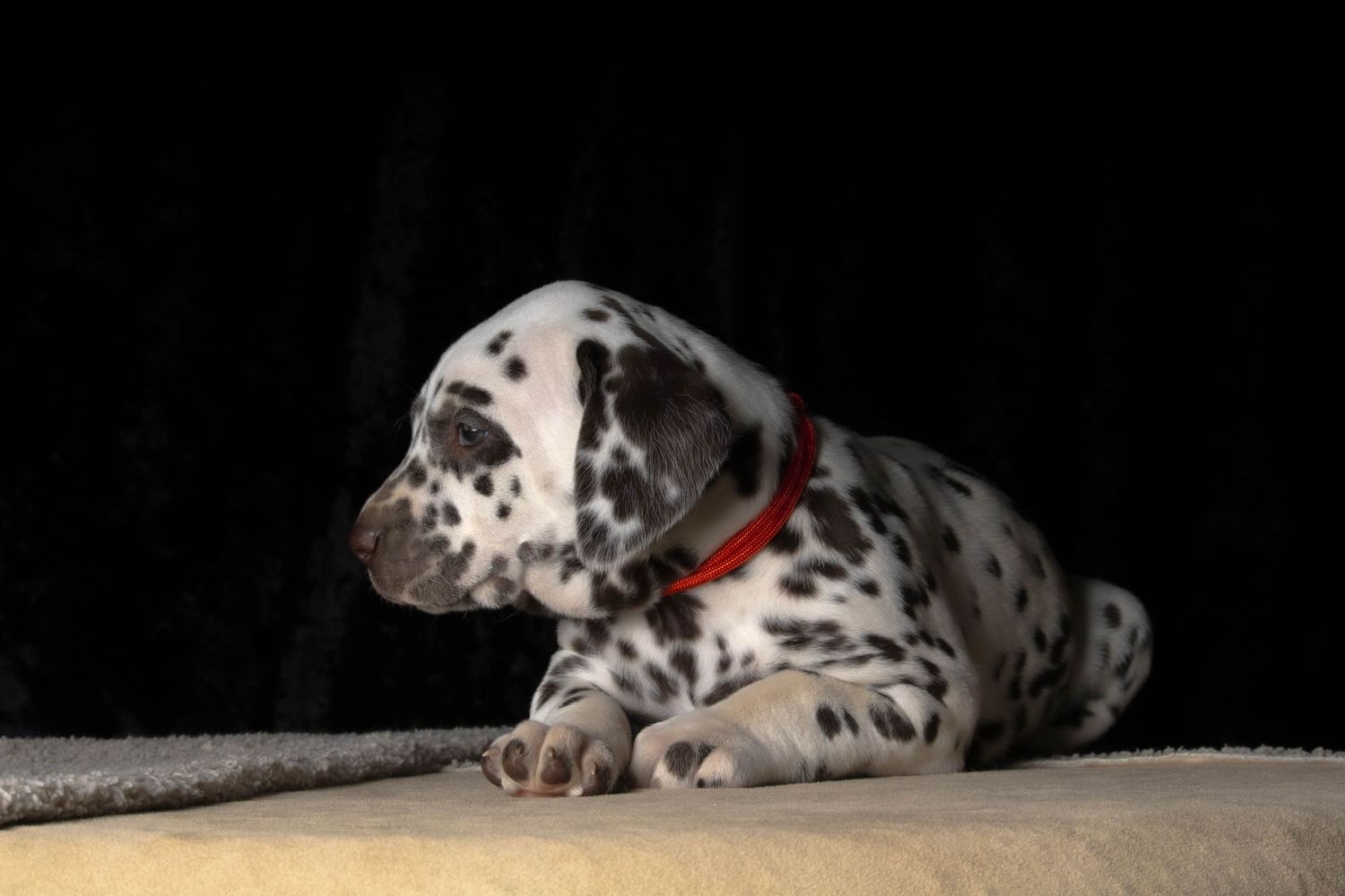 Scarlett (Red collar) - Female