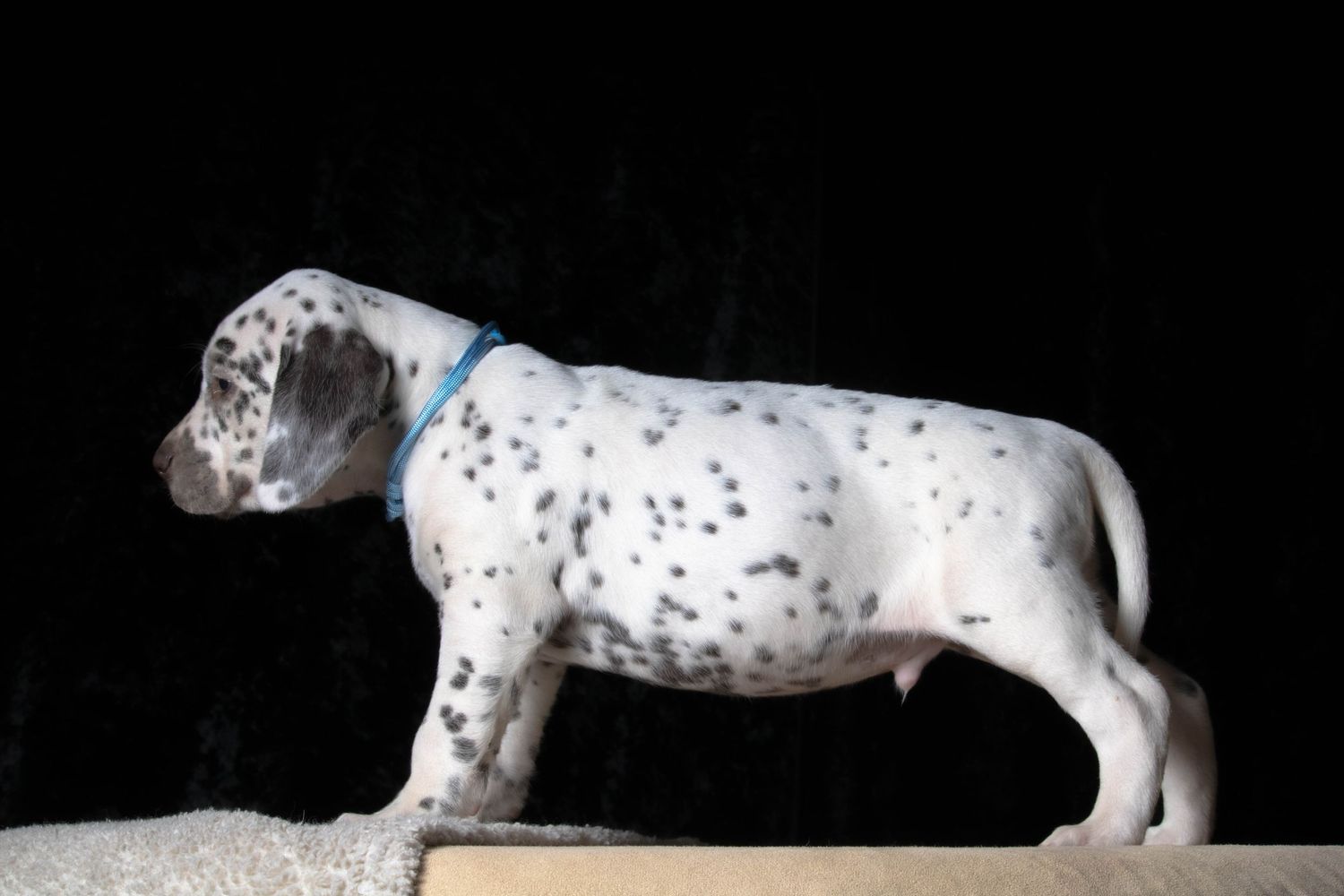 Winslow (Light blue collar) - Male