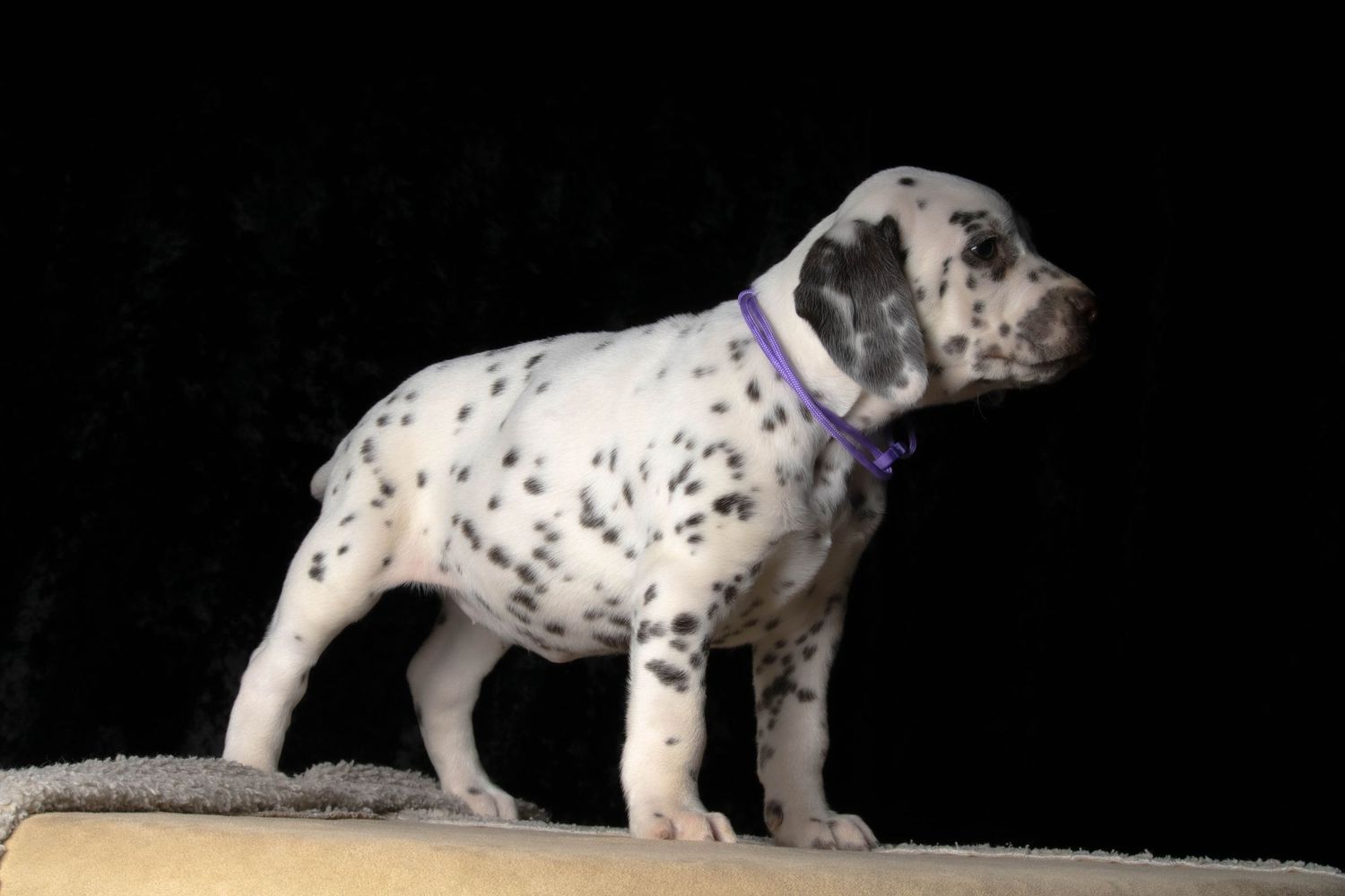Viola (Purple collar) - Female