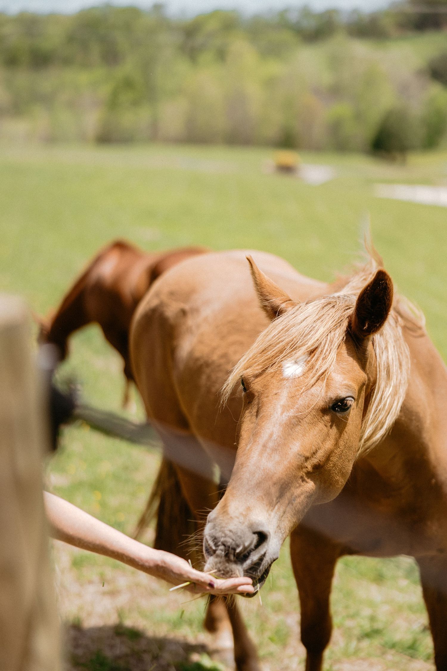 Brown horse playfully carrying wooden stick in its mouth while standing in grassy field on sunny day.