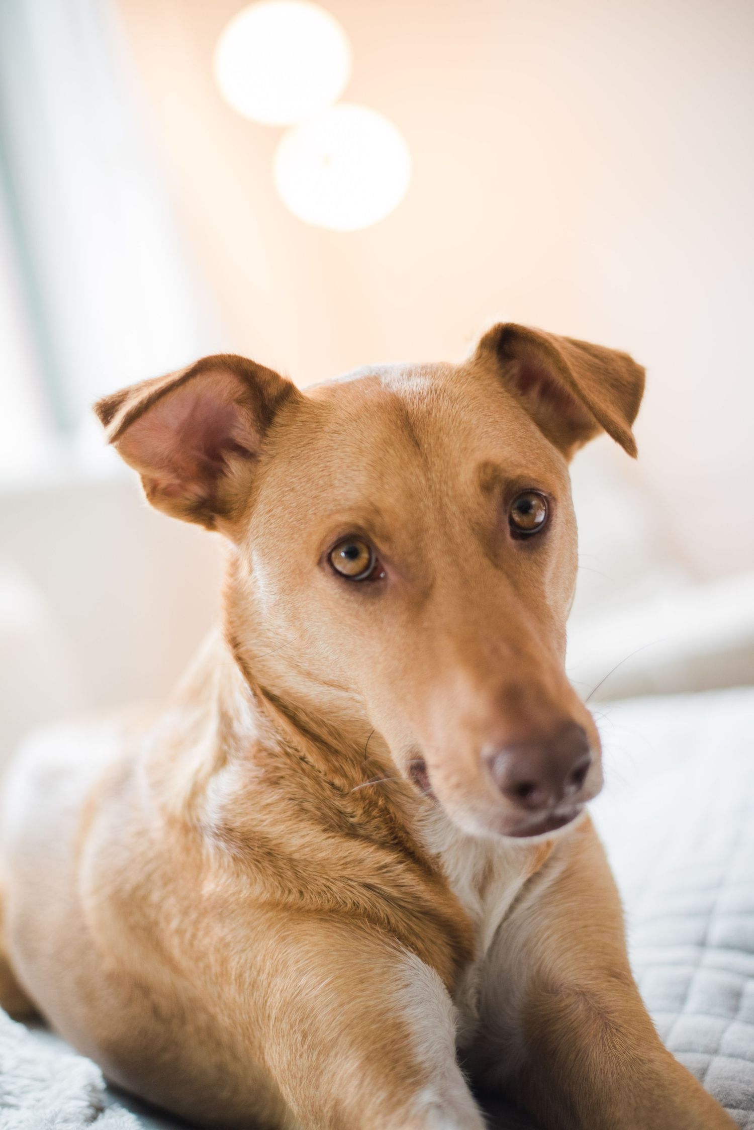 Tan colored dog with expressive eyes lying on grey bedding in various relaxed poses.