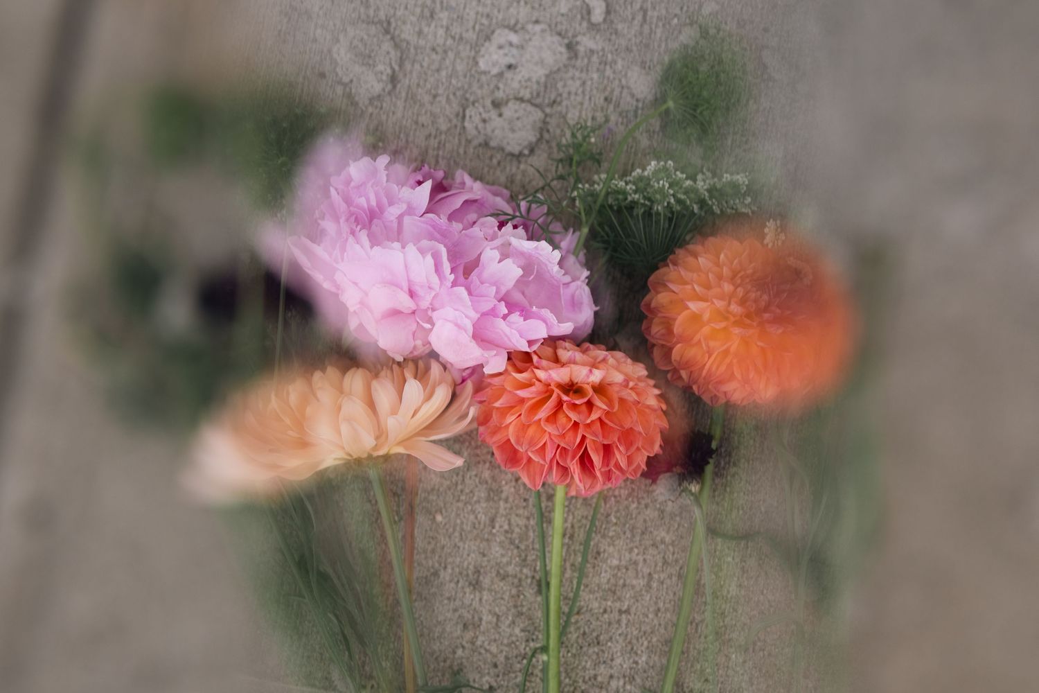 Close-up of pink and orange flowers against a blurred gray background.