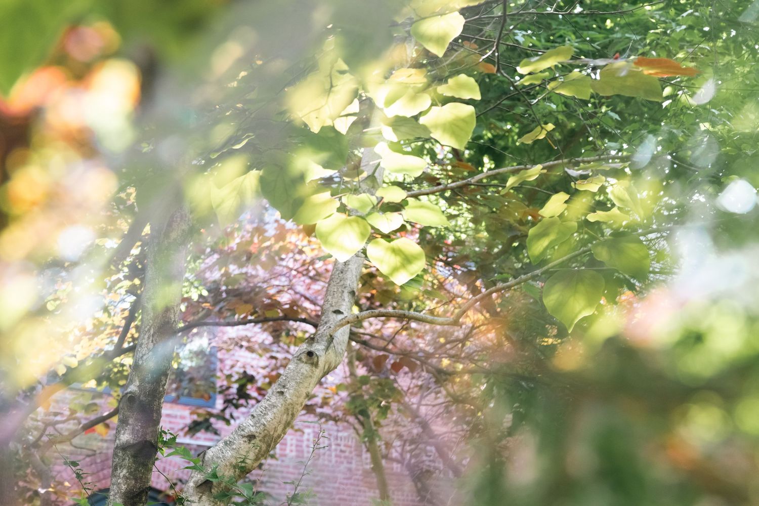 Abstract nature photography with soft bokeh effects of green leaves and purple flowers.