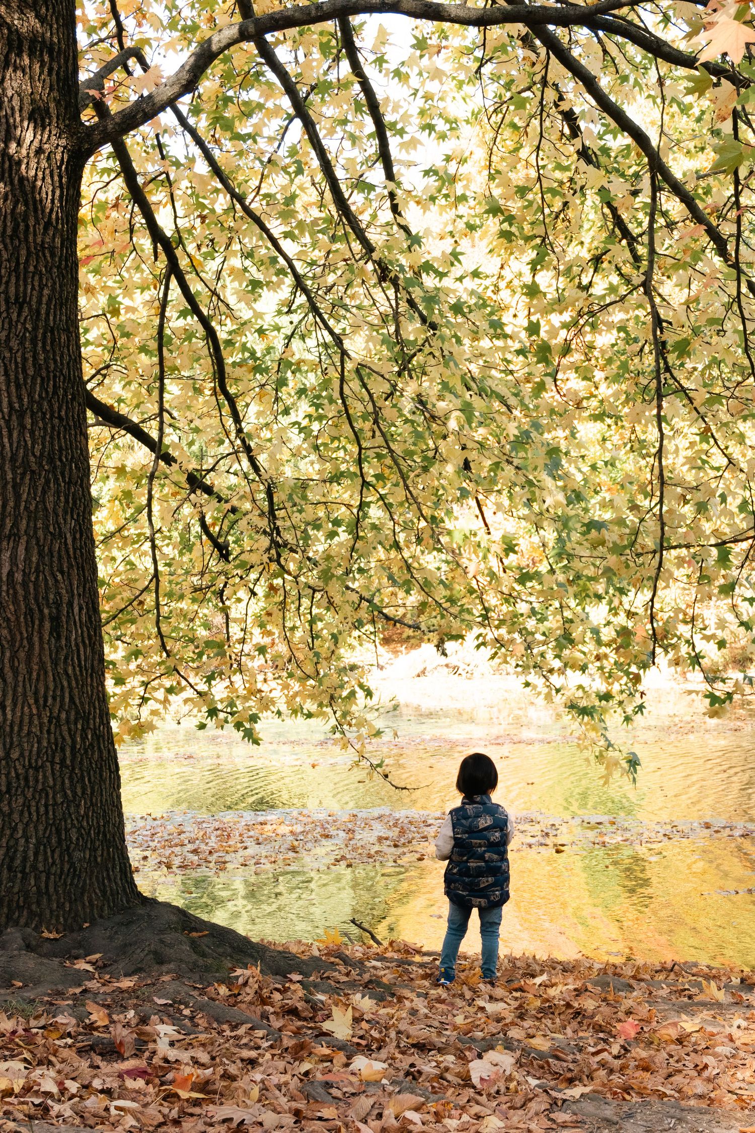 Child standing alone under autumn tree by a pond covered in fallen leaves on a sunny fall day.