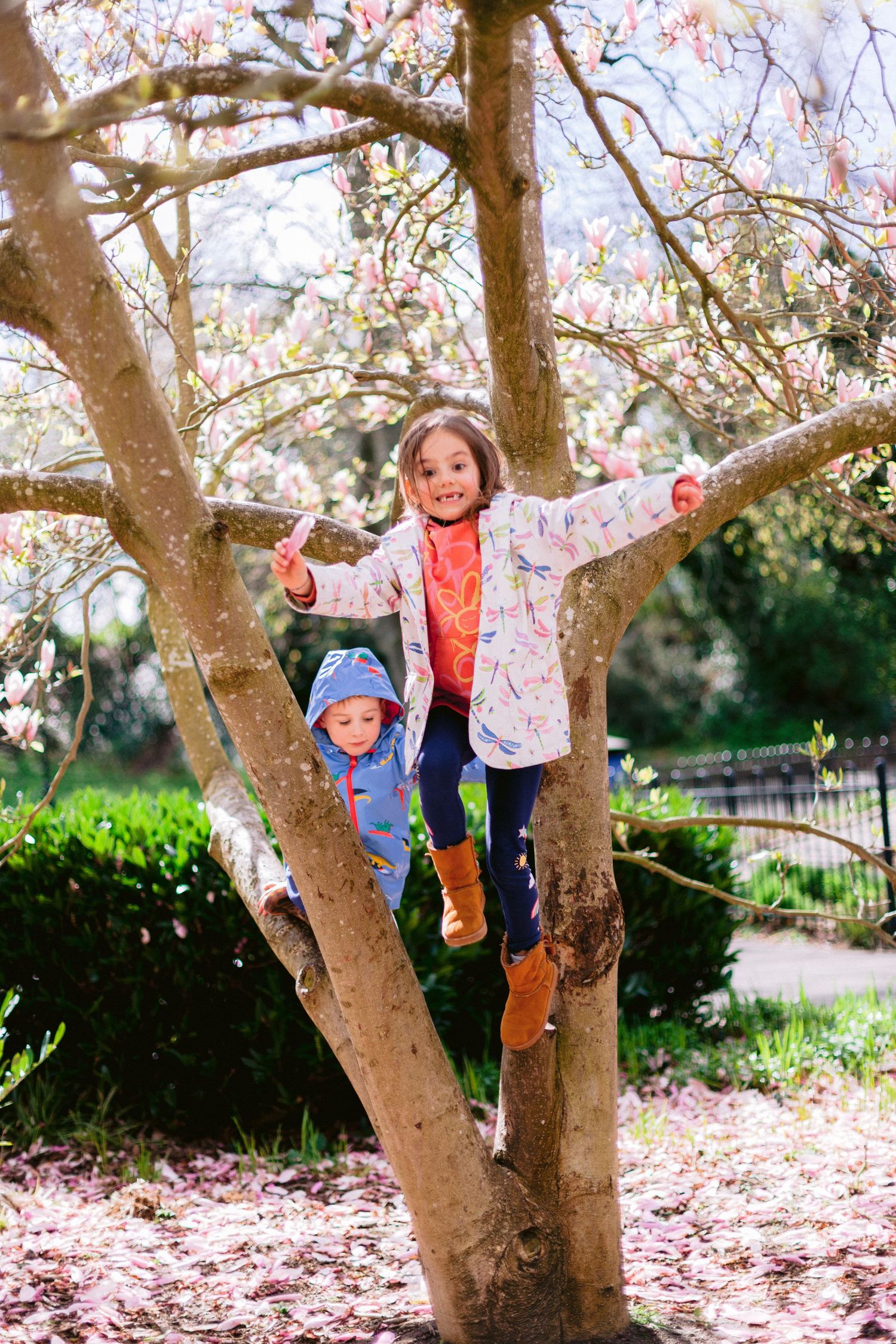 Deux enfants grimpent et jouent dans un cerisier en fleurs lors d’une journée de printemps.