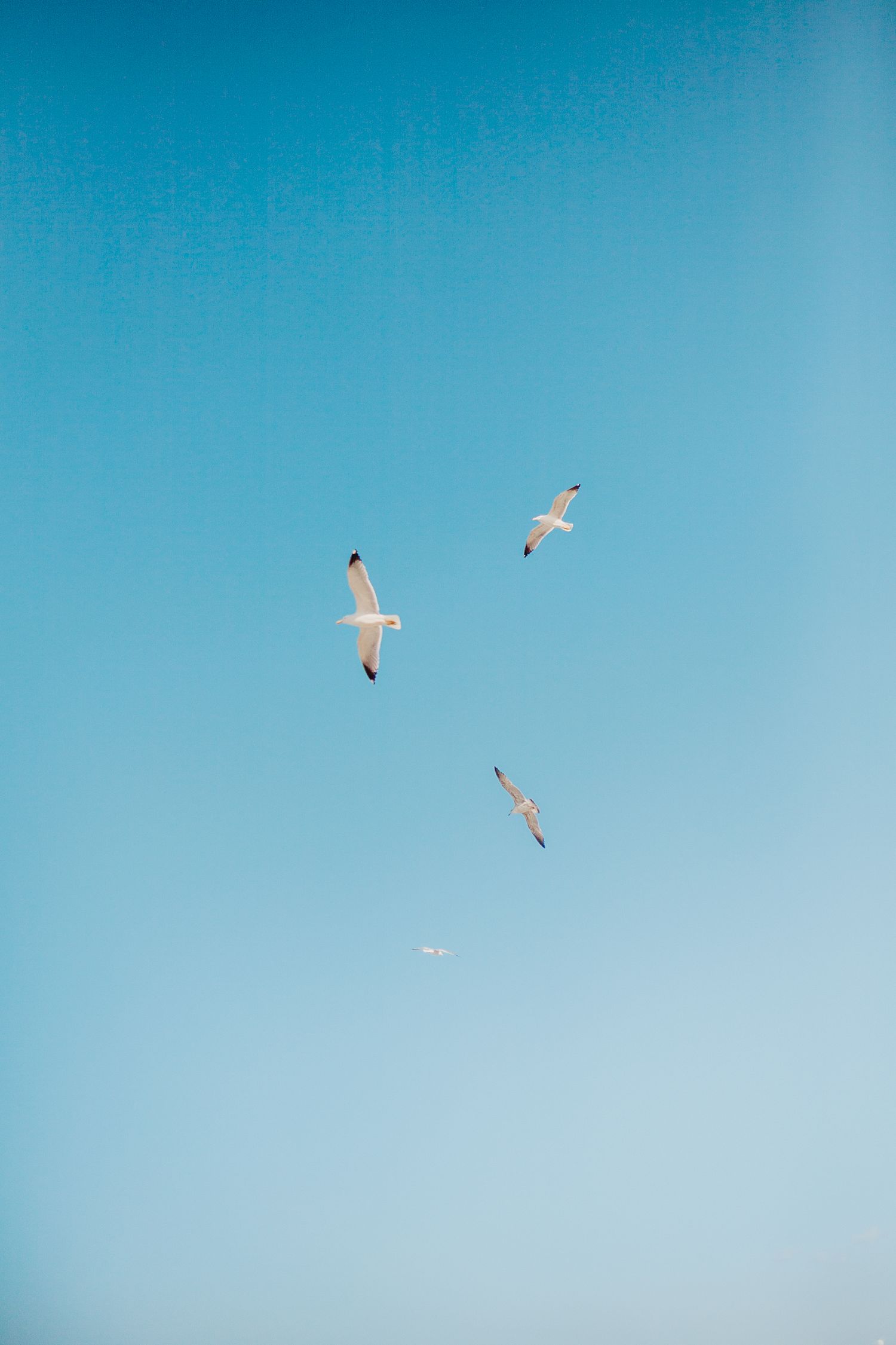 Three seagulls soaring gracefully against a clear blue sky on a sunny day.