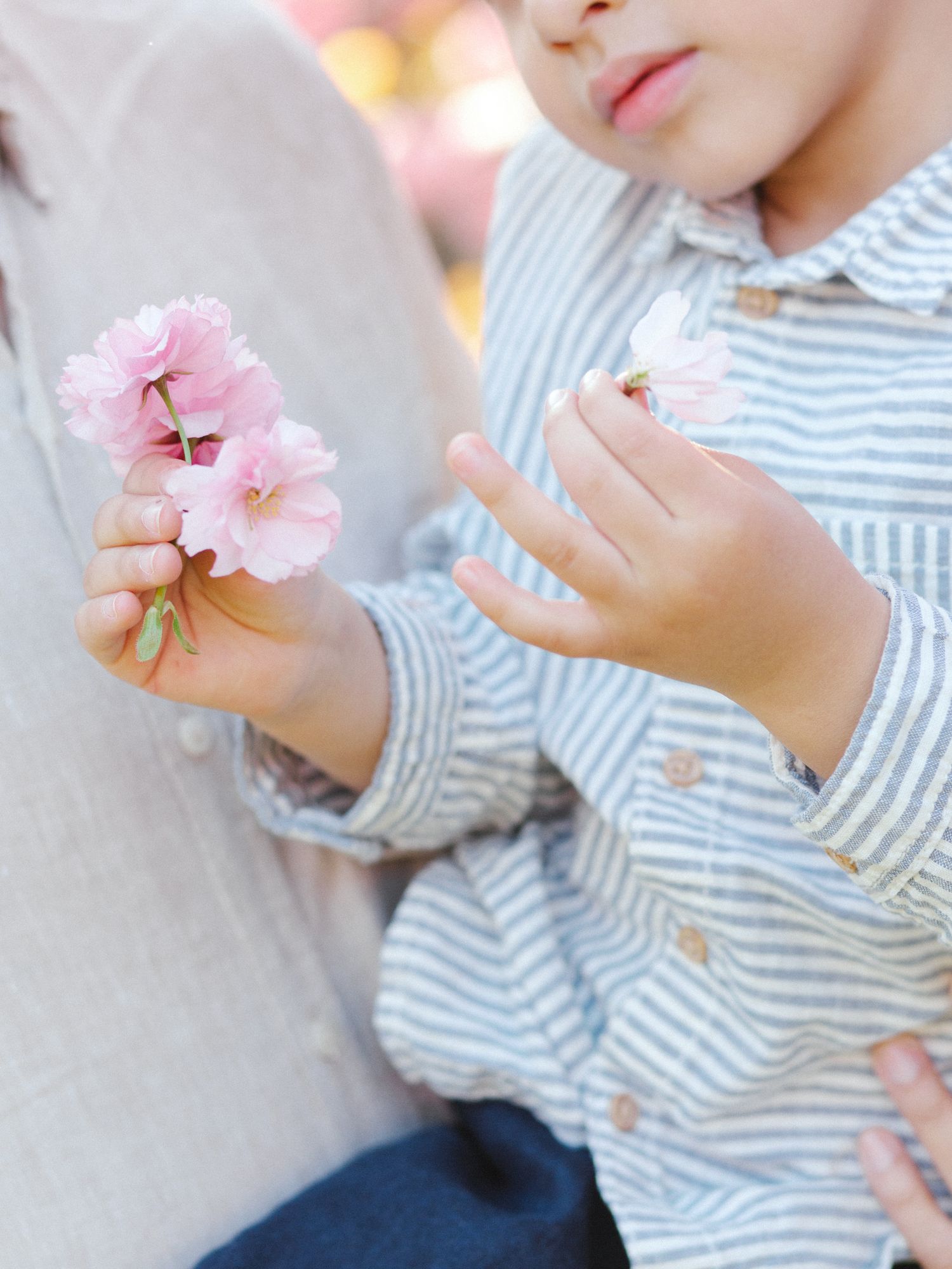 A young child in a striped shirt holds delicate pink cherry blossoms in their small hands outdoors.