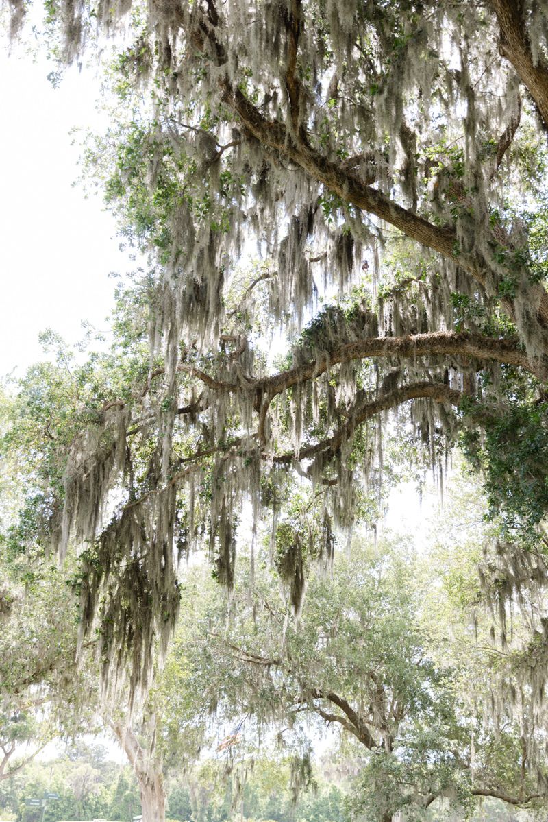 Spanish moss-filled oak trees at Golden Isles wedding venues. Captured by documentary-style Georgia wedding photographers.